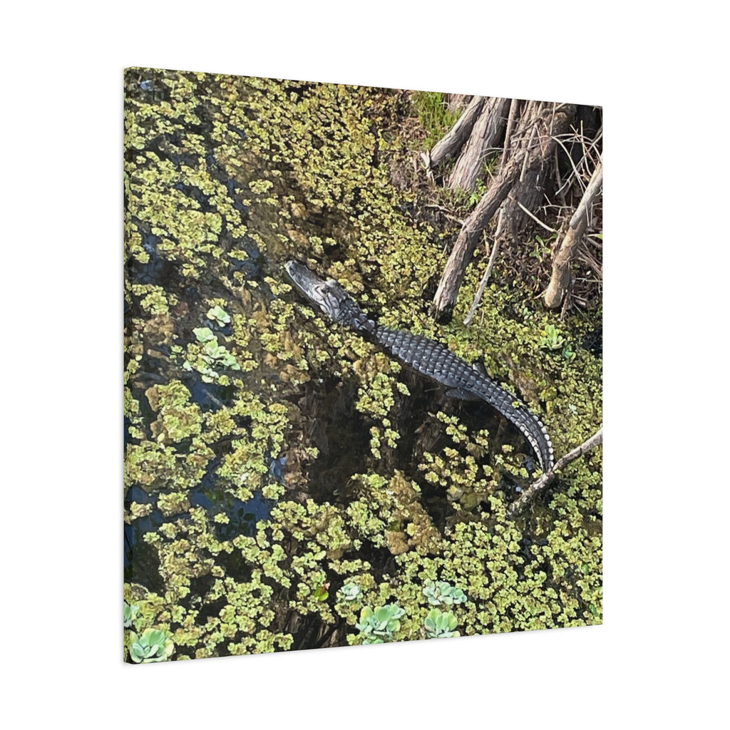 Alligator Photography Canvas Print — Matte Stretched Wall Art