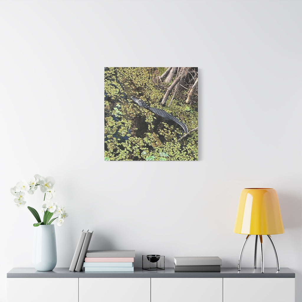 Alligator Photography Canvas Print — Matte Stretched Wall Art