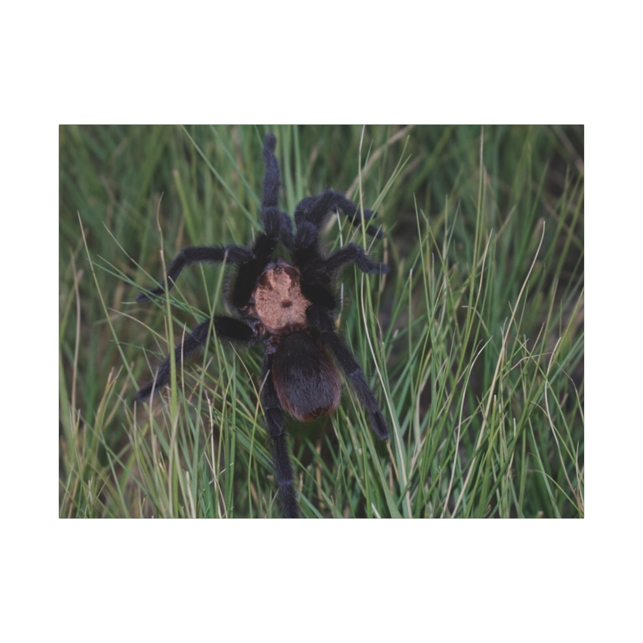 Roaming Tarantula Wall Art Canvas - Realistic Spider Photography on Matte Stretched Canvas