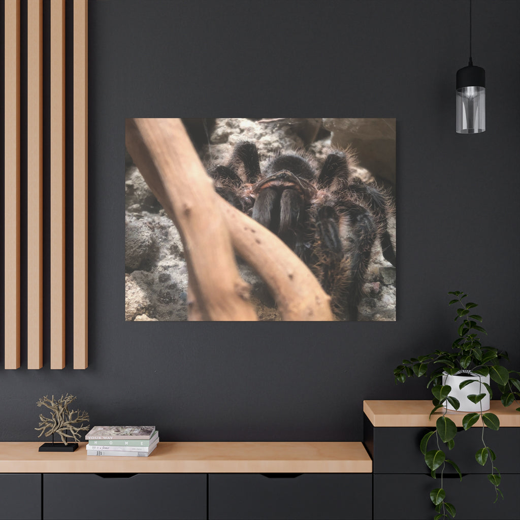 Tarantula Staredown Matte Canvas Print — Naturalistic Arachnid Wall Art