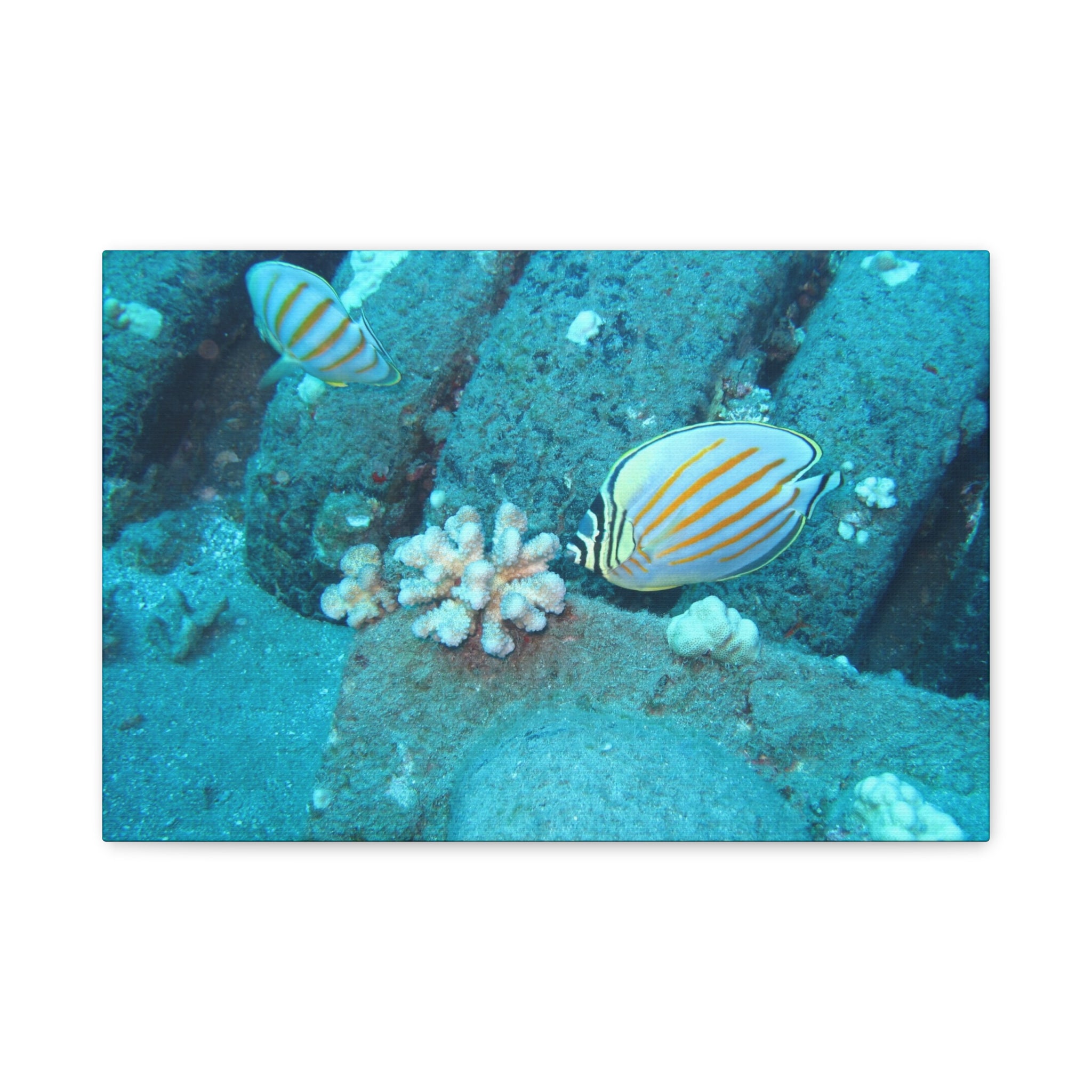 Tropical Butterflyfish Canvas Print — Underwater Coral Reef Wall Art