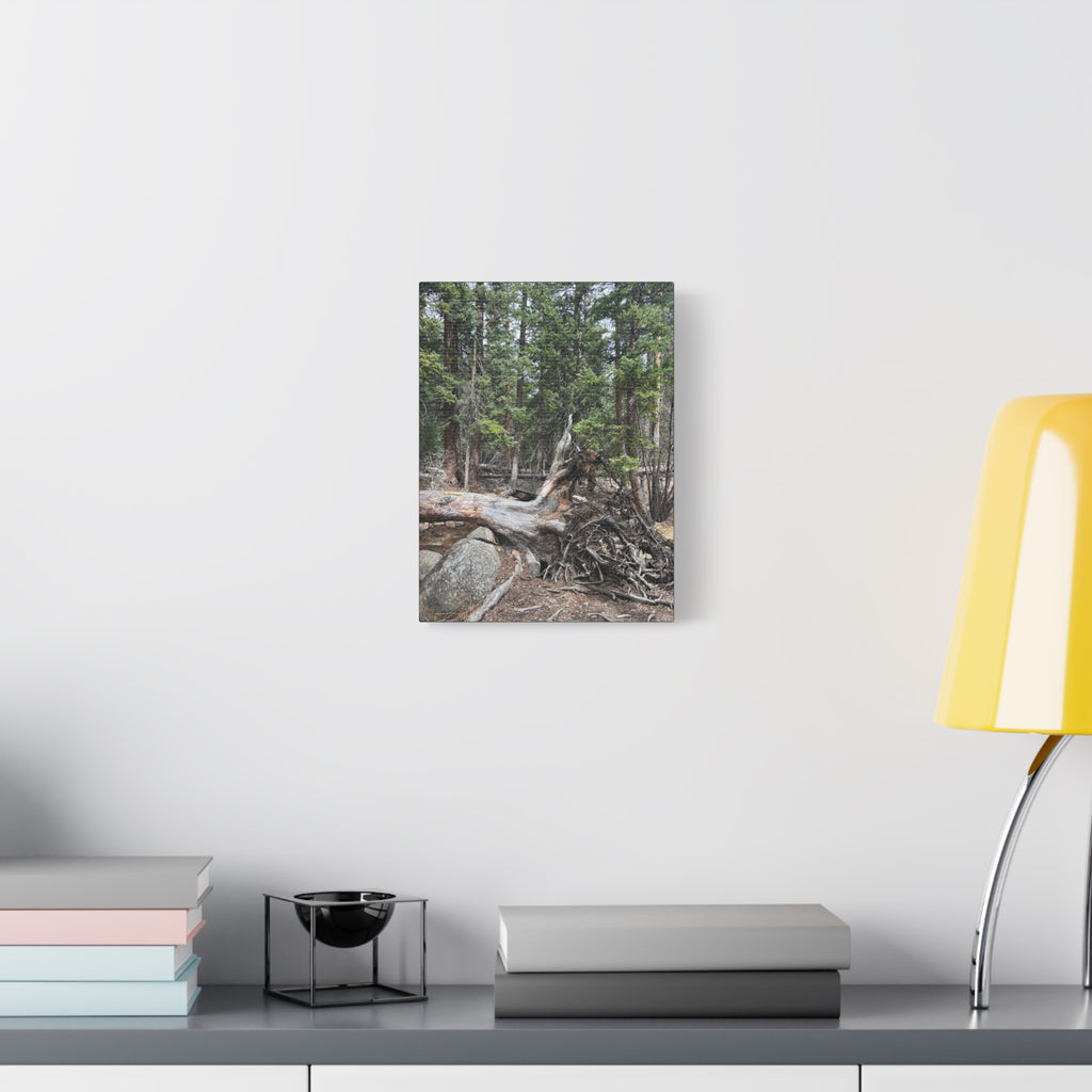 Forest Rootscape Matte Canvas Print — Stretched Wall Art