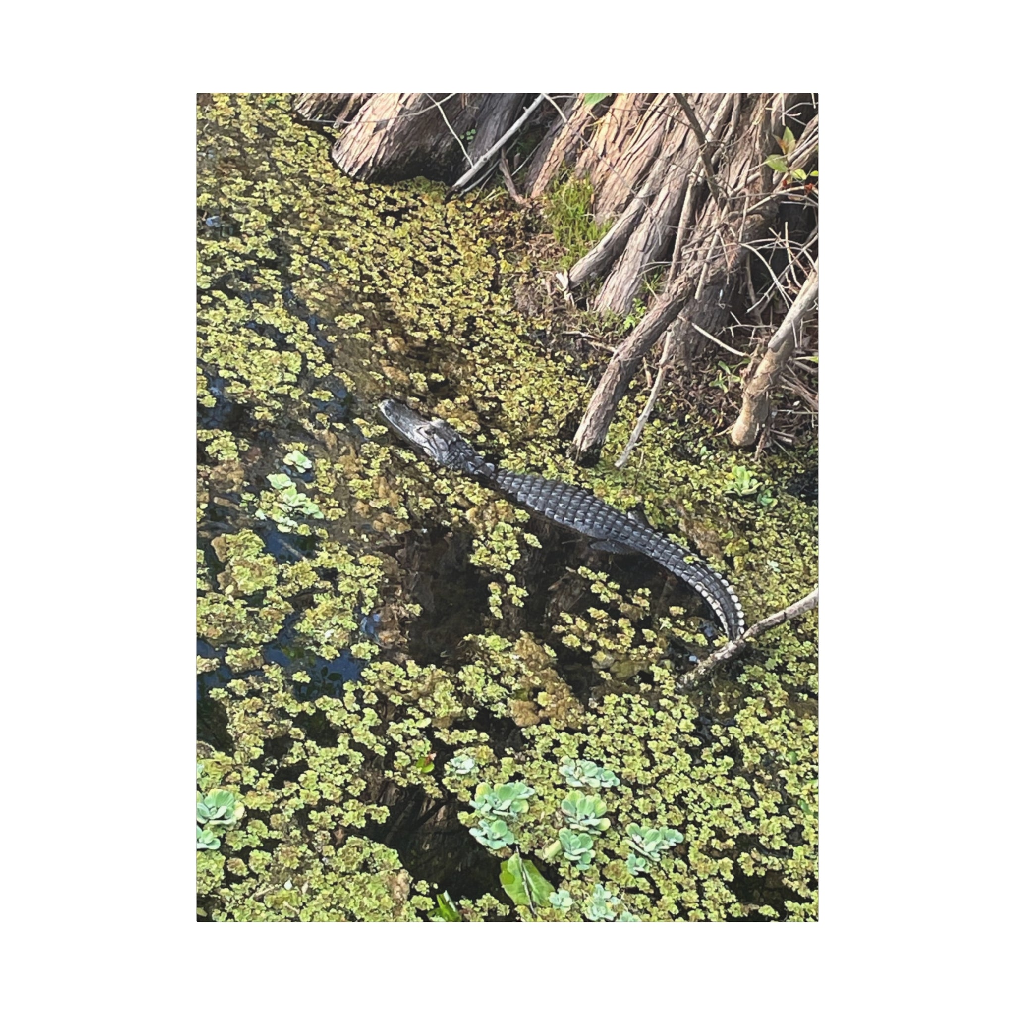 Alligator Photography Canvas Print — Matte Stretched Wall Art