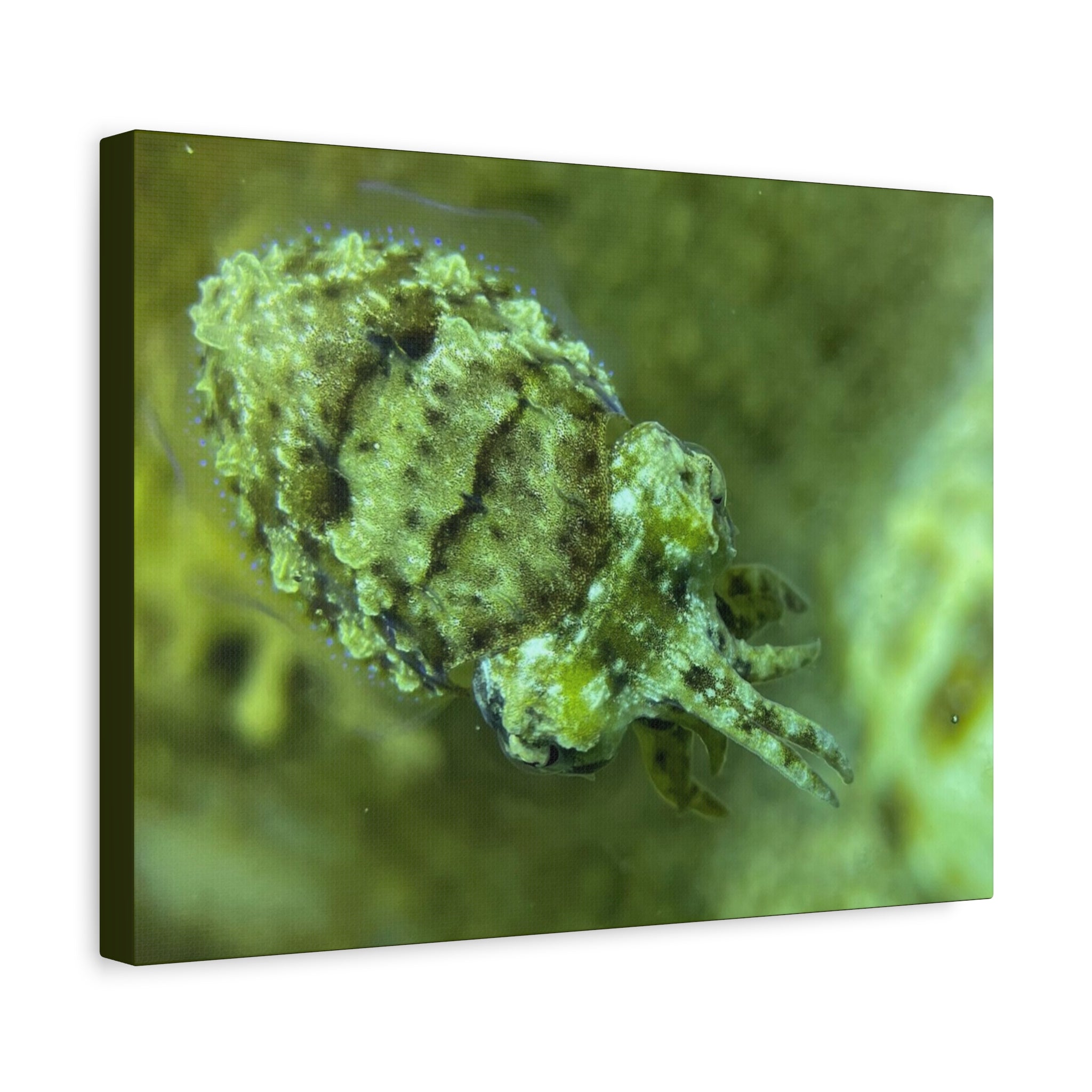 Dwarf Cuttlefish Canvas Print — Matte Stretched Sea Life Wall Art