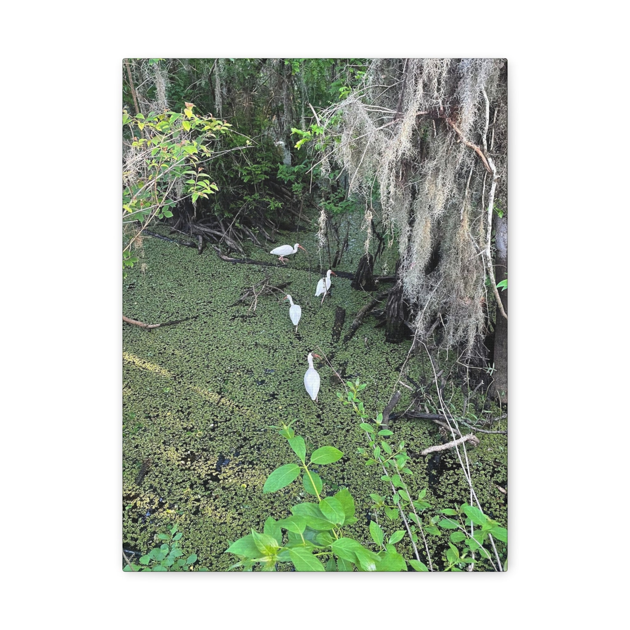 Swamp Egrets Canvas Print — Matte Stretched Nature Wall Art