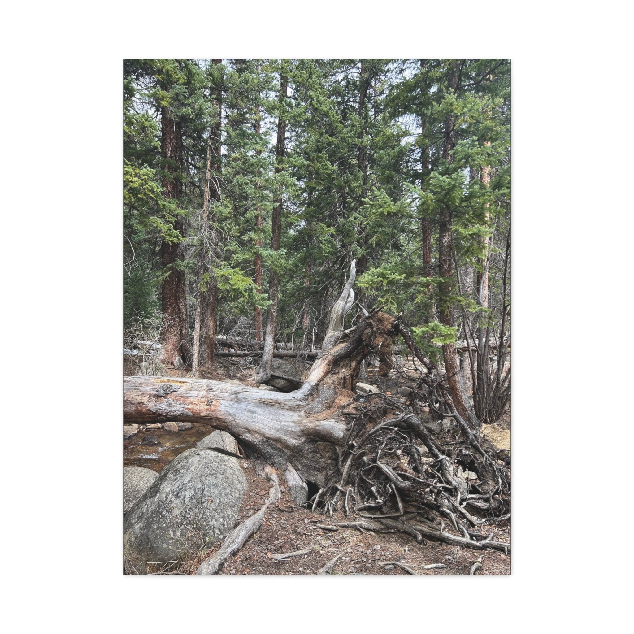 Forest Rootscape Matte Canvas Print — Stretched Wall Art