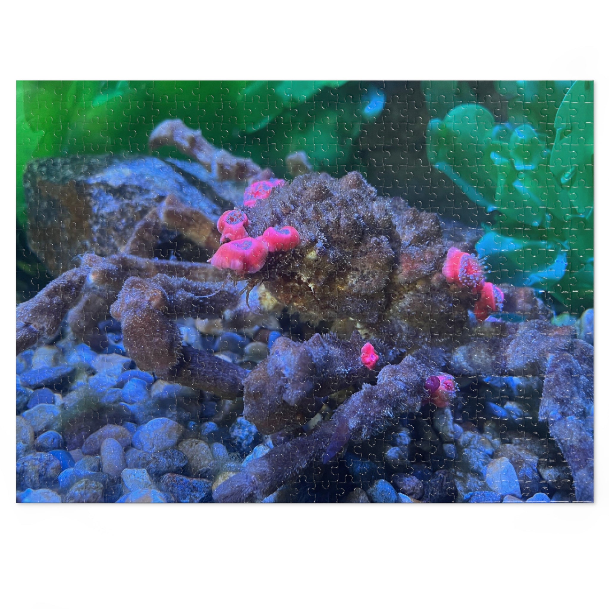 Decorator Crab Jigsaw Puzzle — Marine Life Puzzle with Colorful Anemones