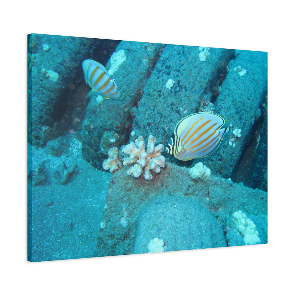 Tropical Butterflyfish Canvas Print — Underwater Coral Reef Wall Art