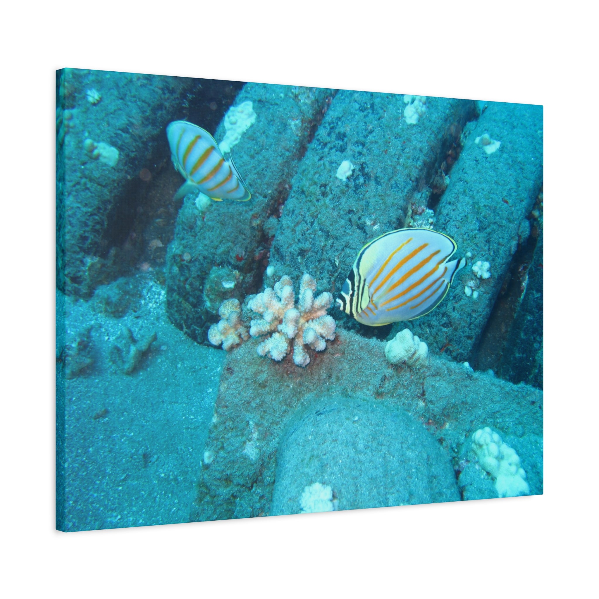 Tropical Butterflyfish Canvas Print — Underwater Coral Reef Wall Art