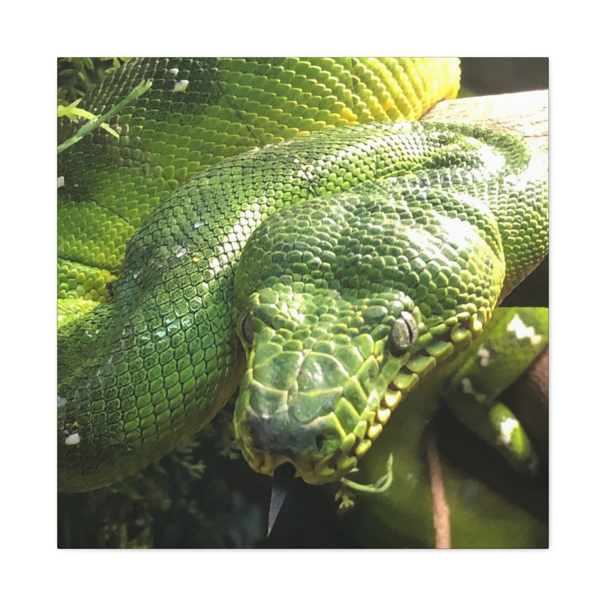 Green Tree Python Canvas Print — Tropical Snake Wall Art (Matte Stretched)