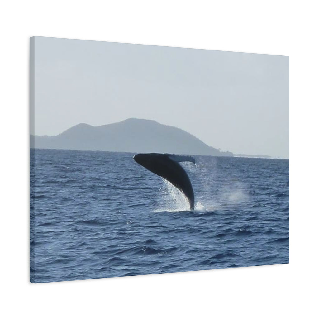 Humpback Whale Breach Matte Canvas Wall Art