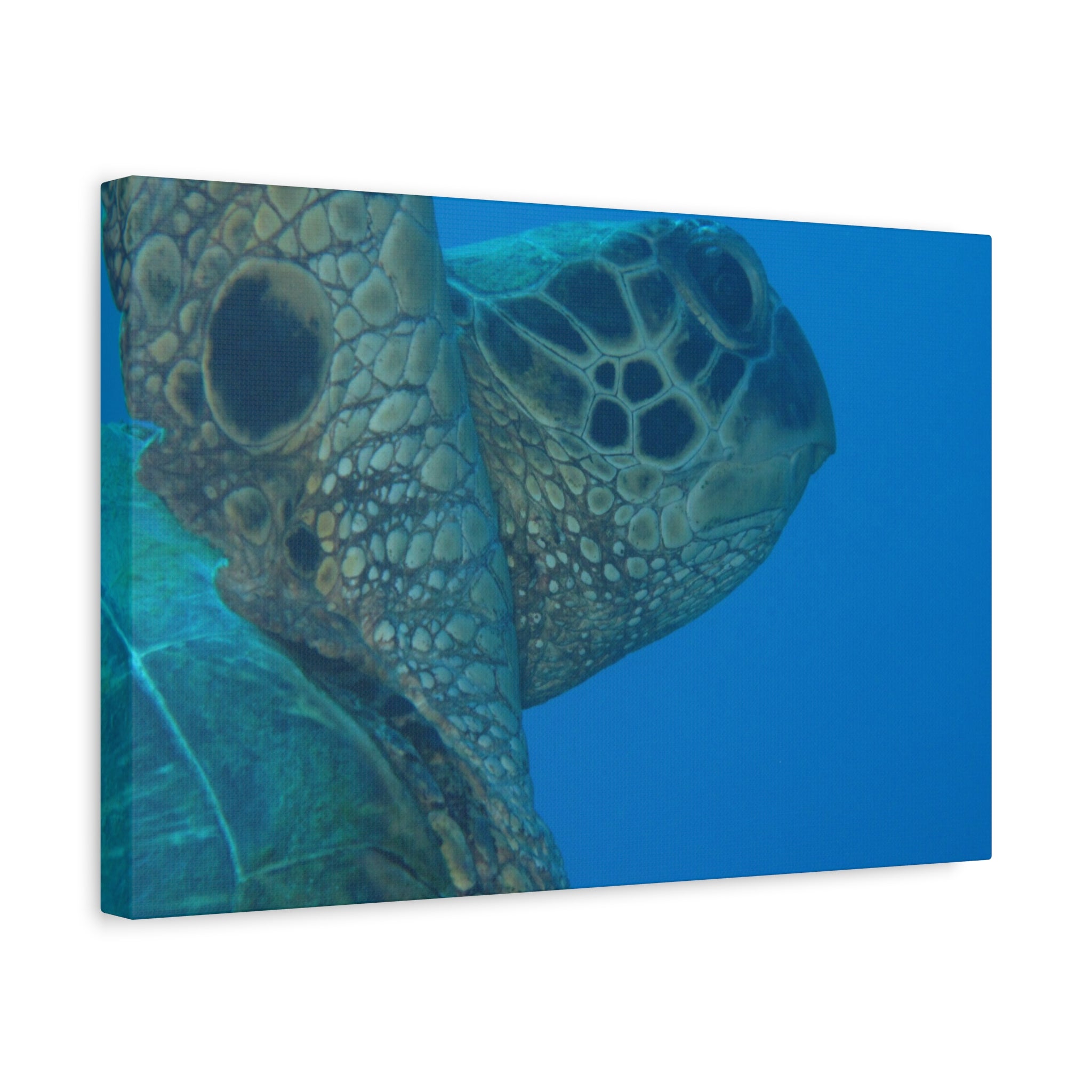 Green Sea Turtle Wall Canvas — Matte Stretched Ocean Photography Art