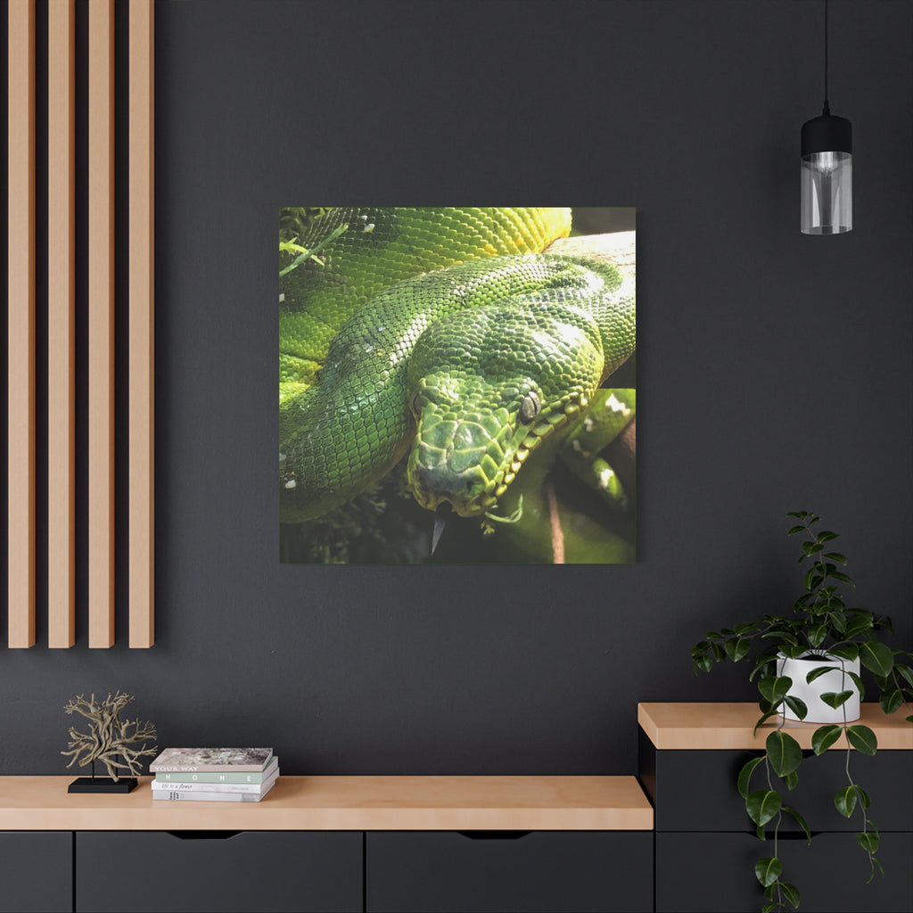Green Tree Python Canvas Print — Tropical Snake Wall Art (Matte Stretched)