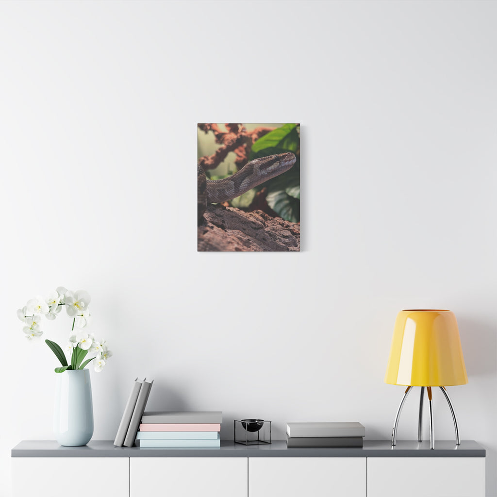 Ball Python Wildlife Matte Stretched Canvas Print — Reptile Wall Art