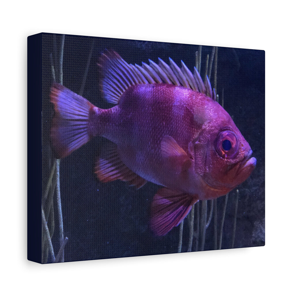 Popeye Catalufa Canvas Print — Vibrant Ocean Wall Art