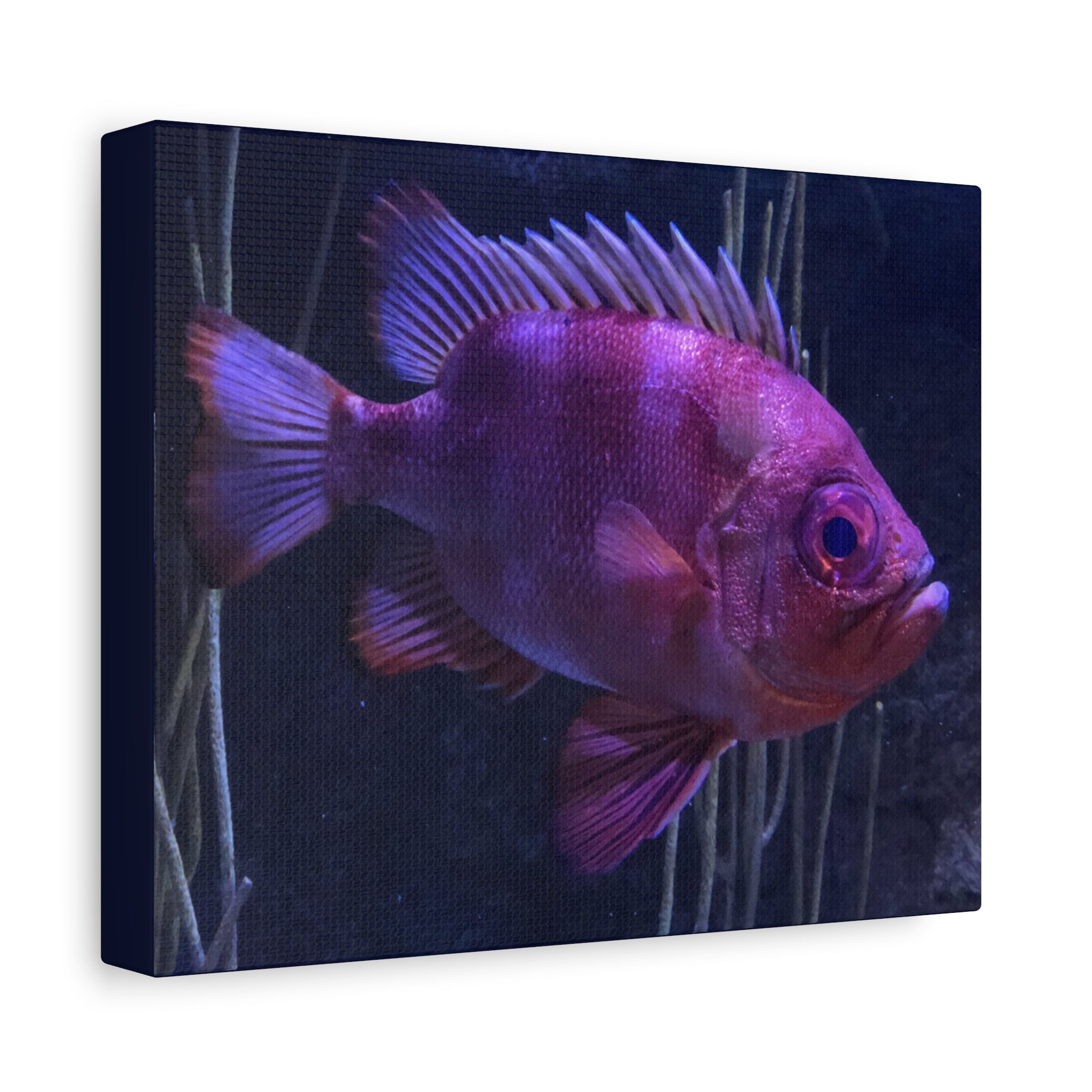 Popeye Catalufa Canvas Print — Vibrant Ocean Wall Art