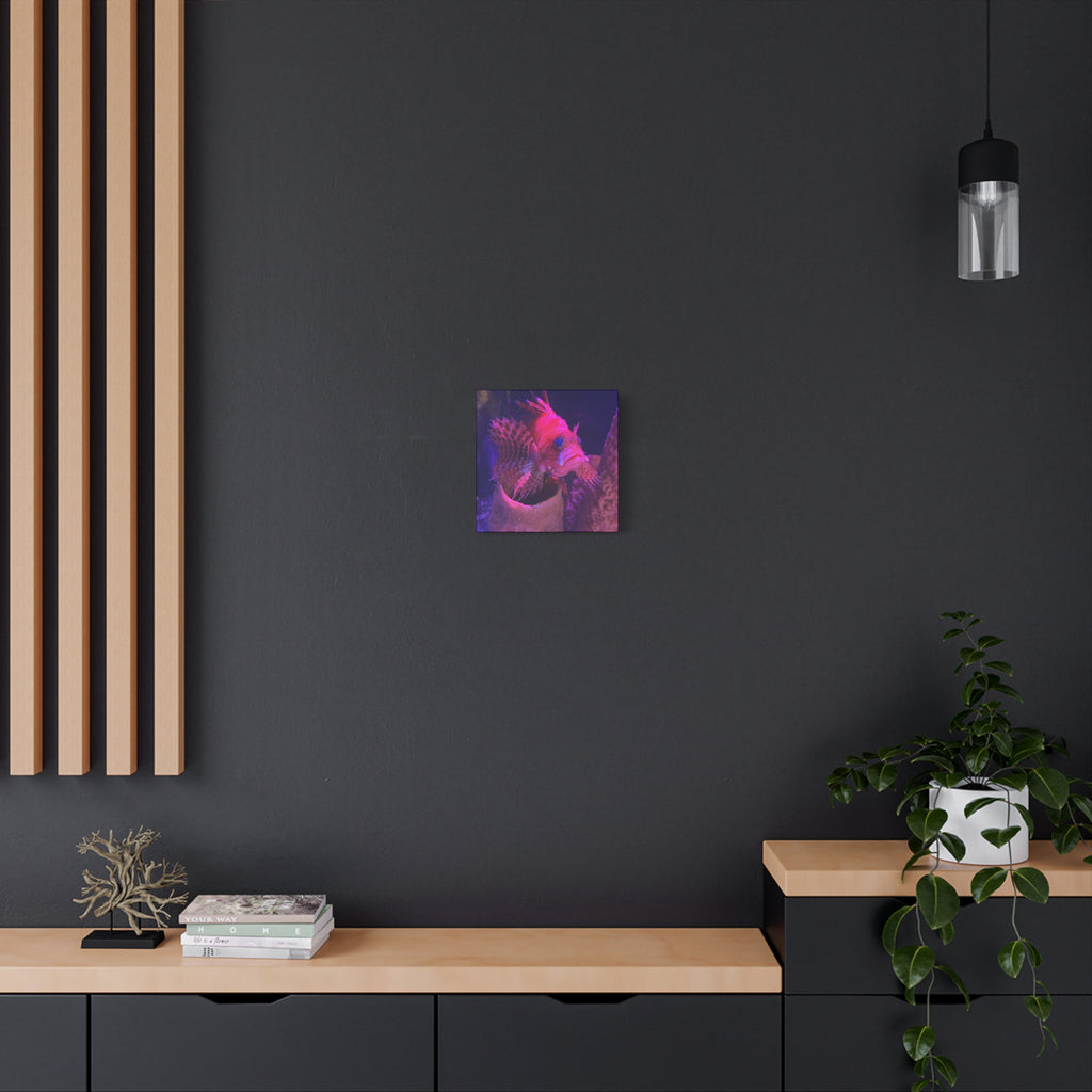 Fuzzy Dwarf Lionfish Canvas Print — Vibrant Marine Wall Art (1.25" Stretched)
