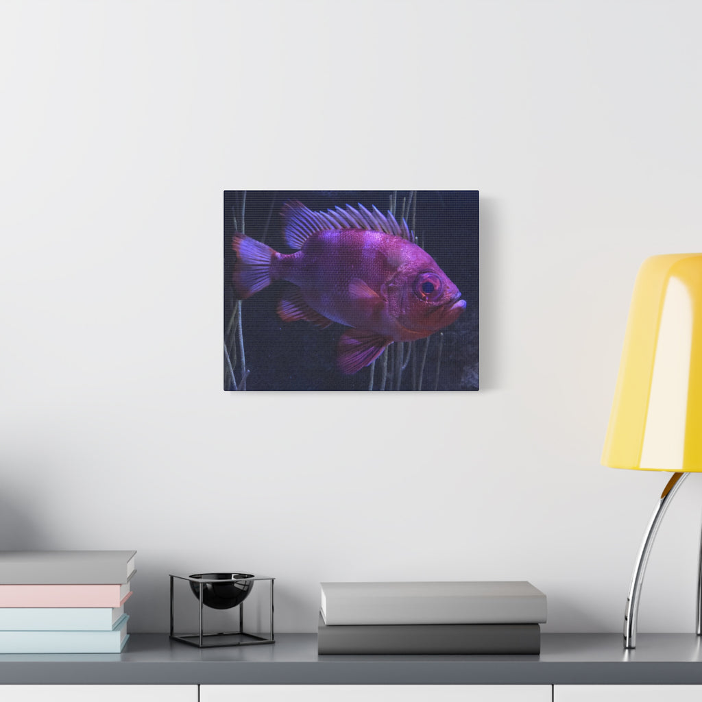 Popeye Catalufa Canvas Print — Vibrant Ocean Wall Art
