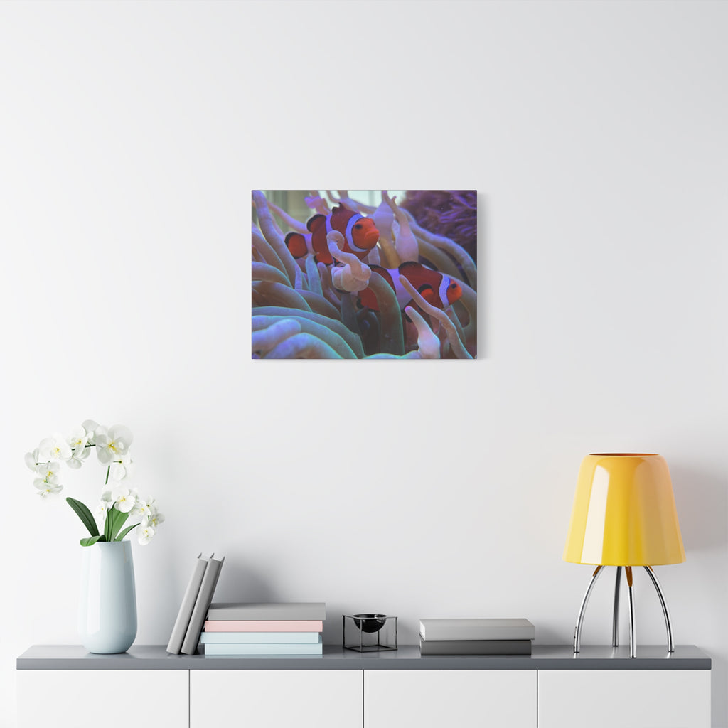 Clownfish Reef Matte Stretched Canvas Wall Art