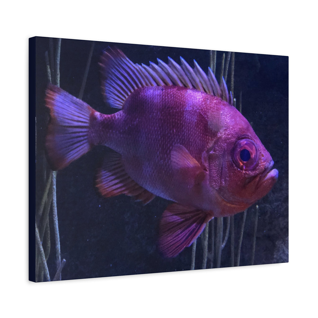 Popeye Catalufa Canvas Print — Vibrant Ocean Wall Art