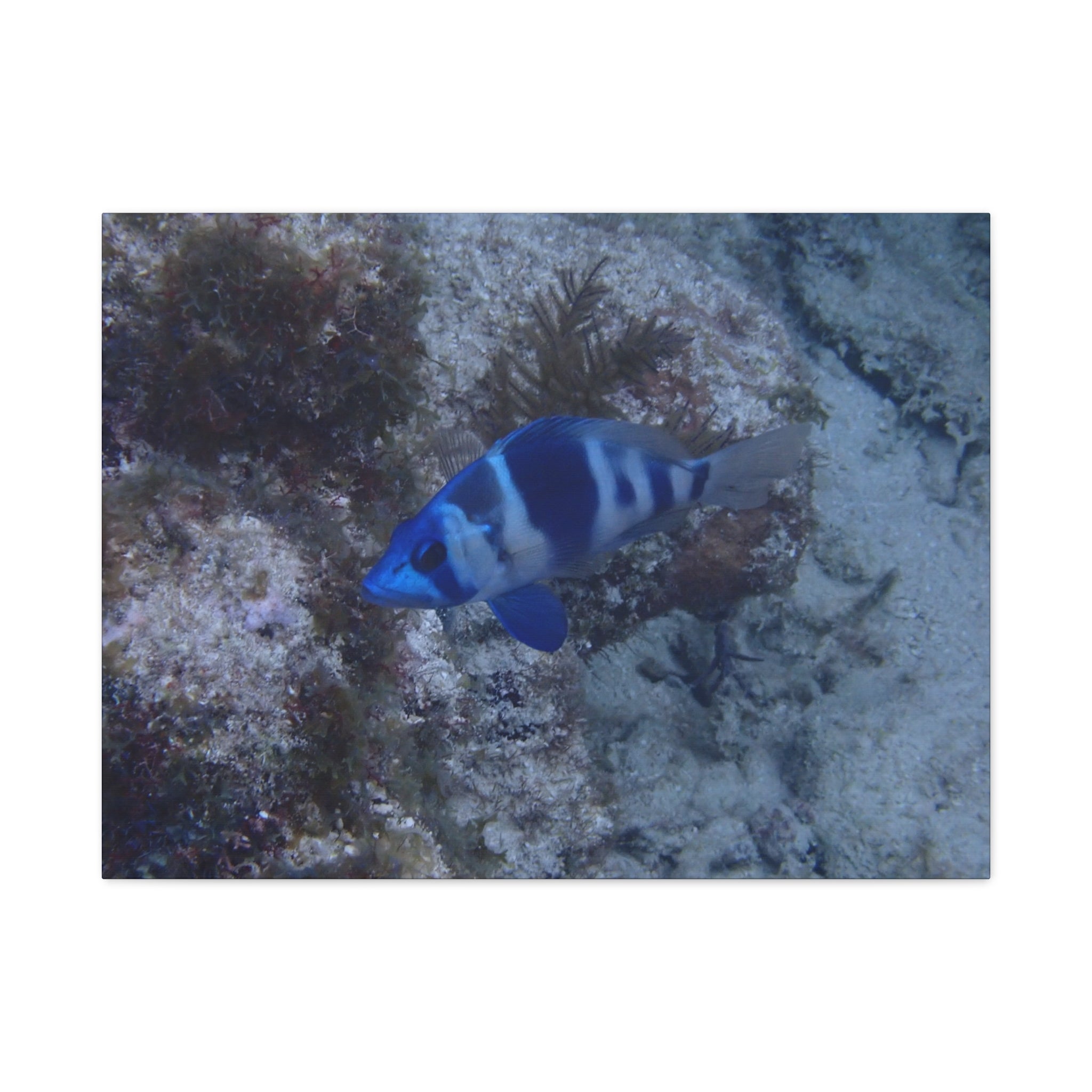 Indigo Hamlet Canvas Print — Underwater Matte Stretched Wall Art