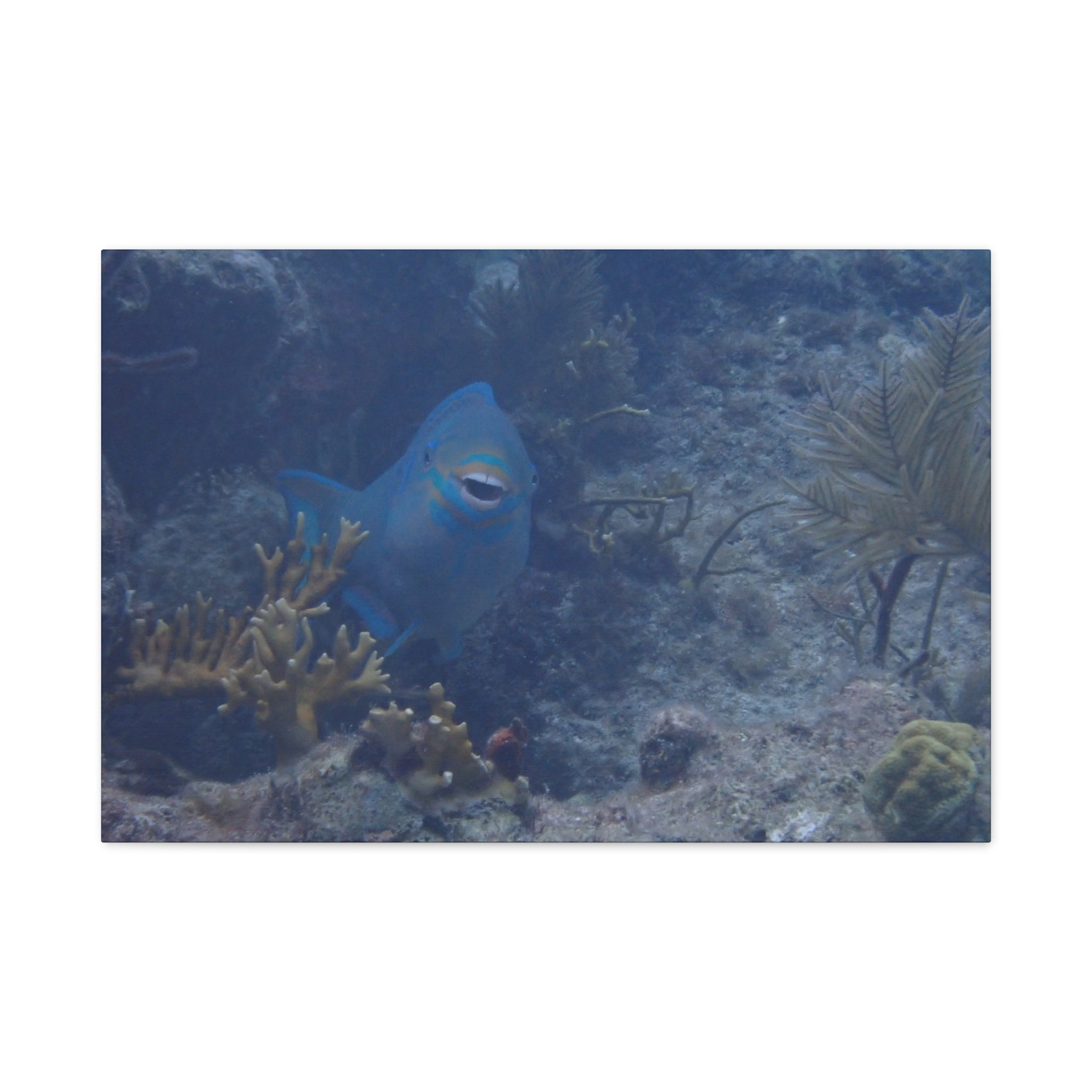 Underwater Parrotfish Canvas Print — Tropical Reef Wall Art