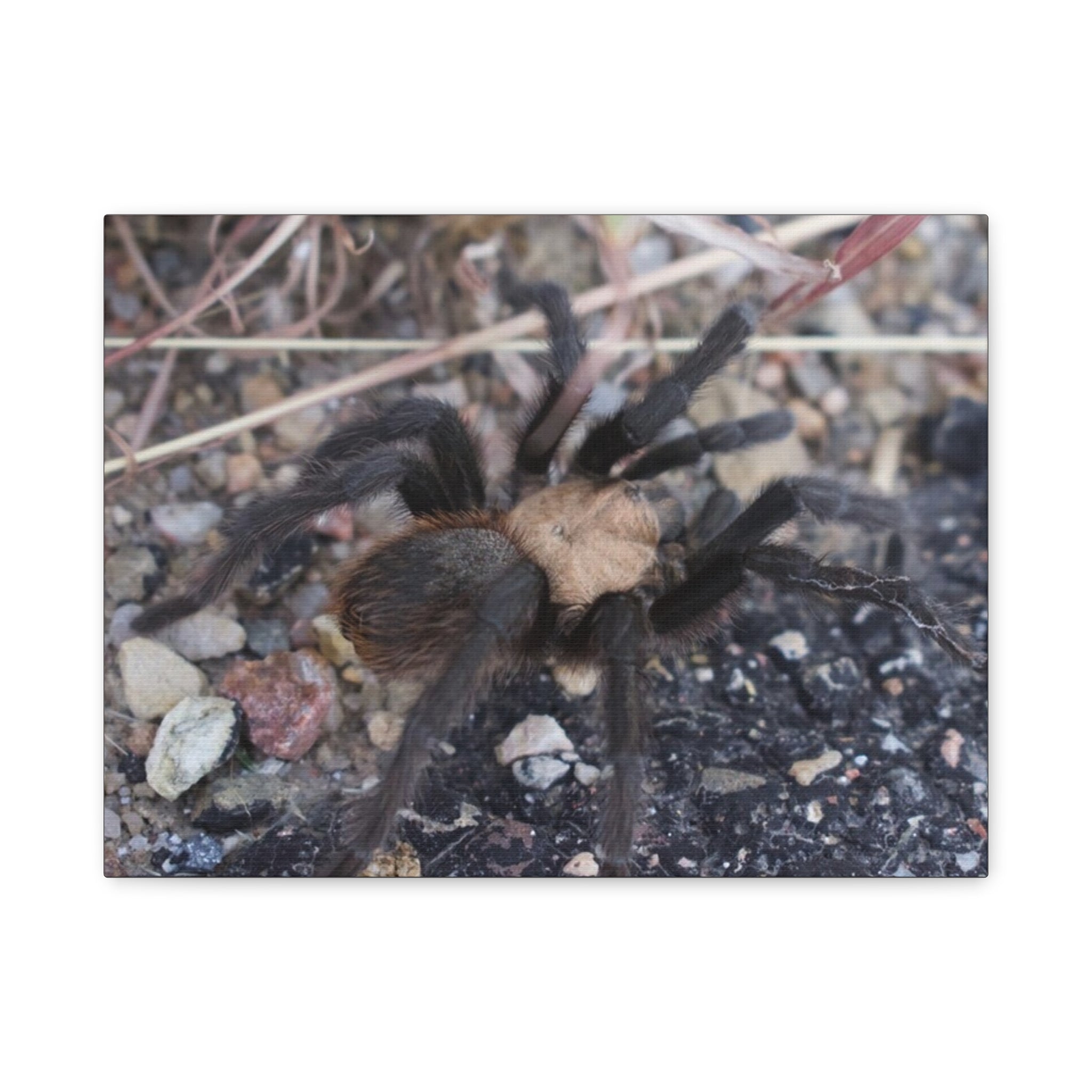 Tarantula Canvas Print — Matte Stretched Wall Art