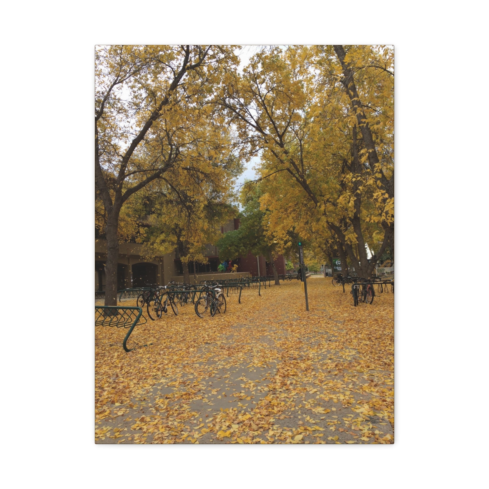Autumn Campus Walk Matte Canvas Print