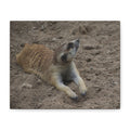 Meerkat Stretch Canvas Wall Art – Relaxed Desert Wildlife Print