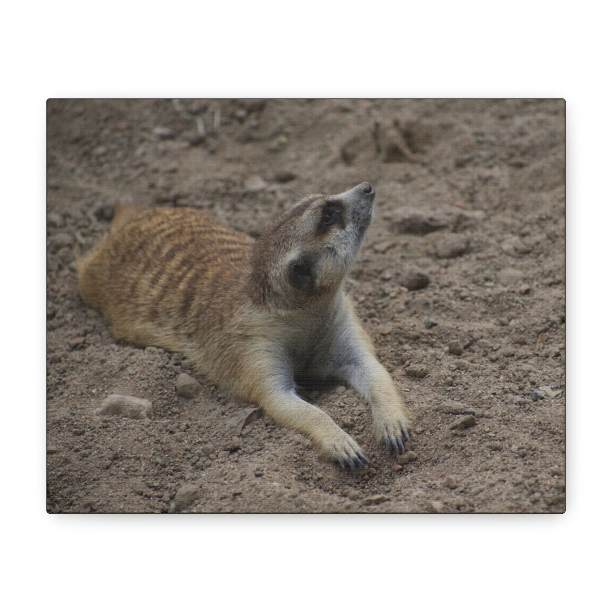 Meerkat Stretch Canvas Wall Art – Relaxed Desert Wildlife Print
