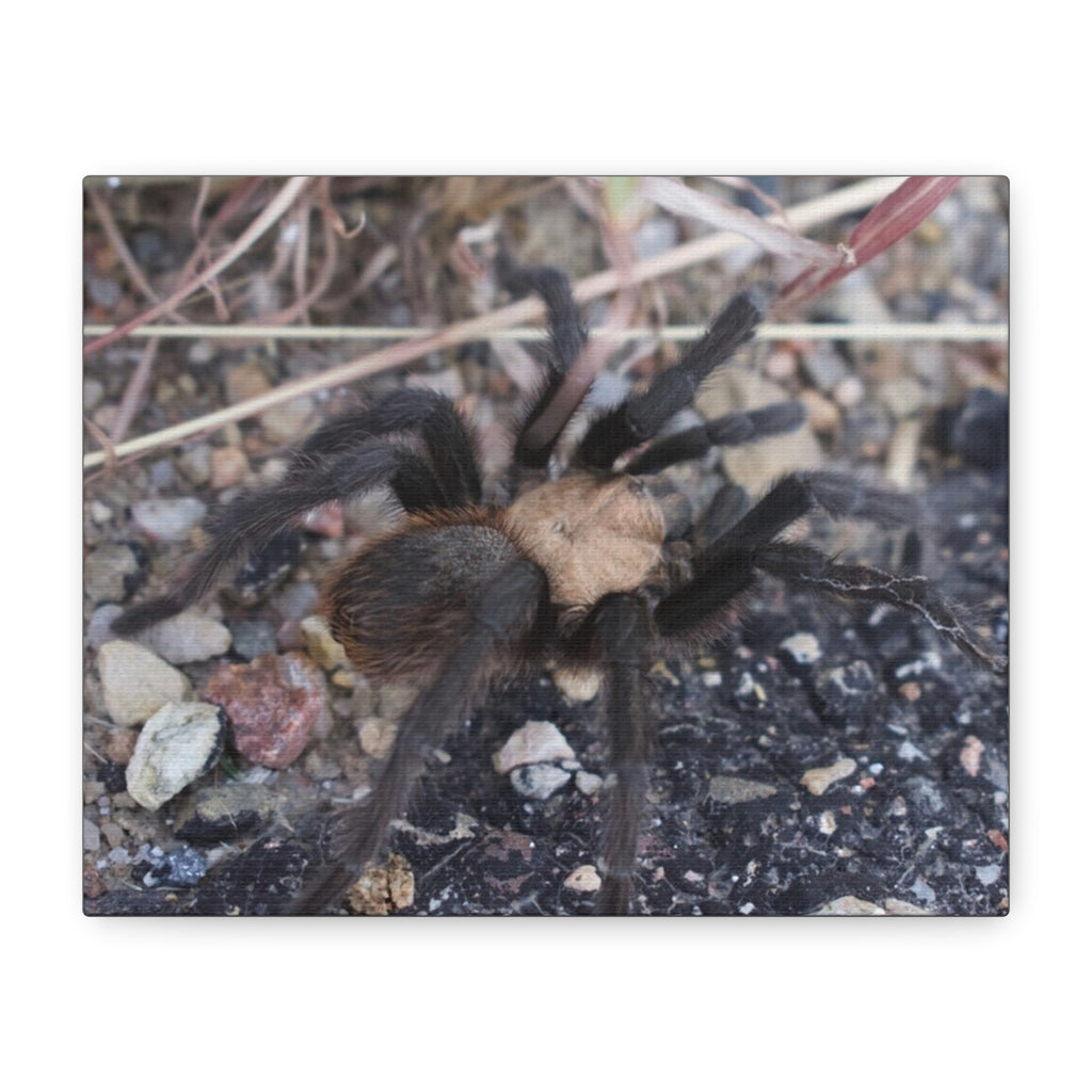 Tarantula Canvas Print — Matte Stretched Wall Art