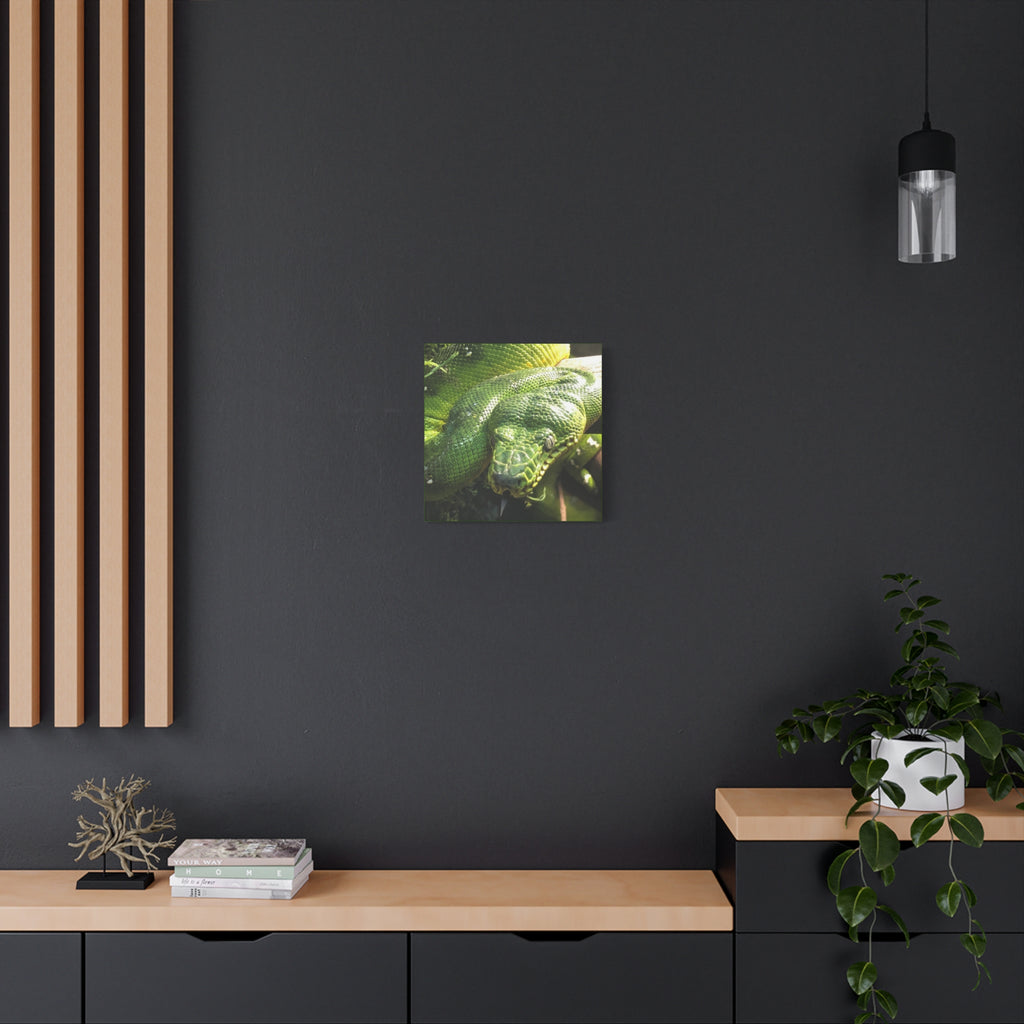 Green Tree Python Canvas Print — Tropical Snake Wall Art (Matte Stretched)