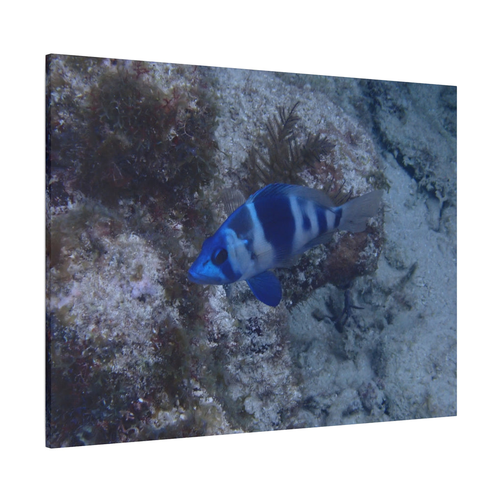 Indigo Hamlet Canvas Print — Underwater Matte Stretched Wall Art