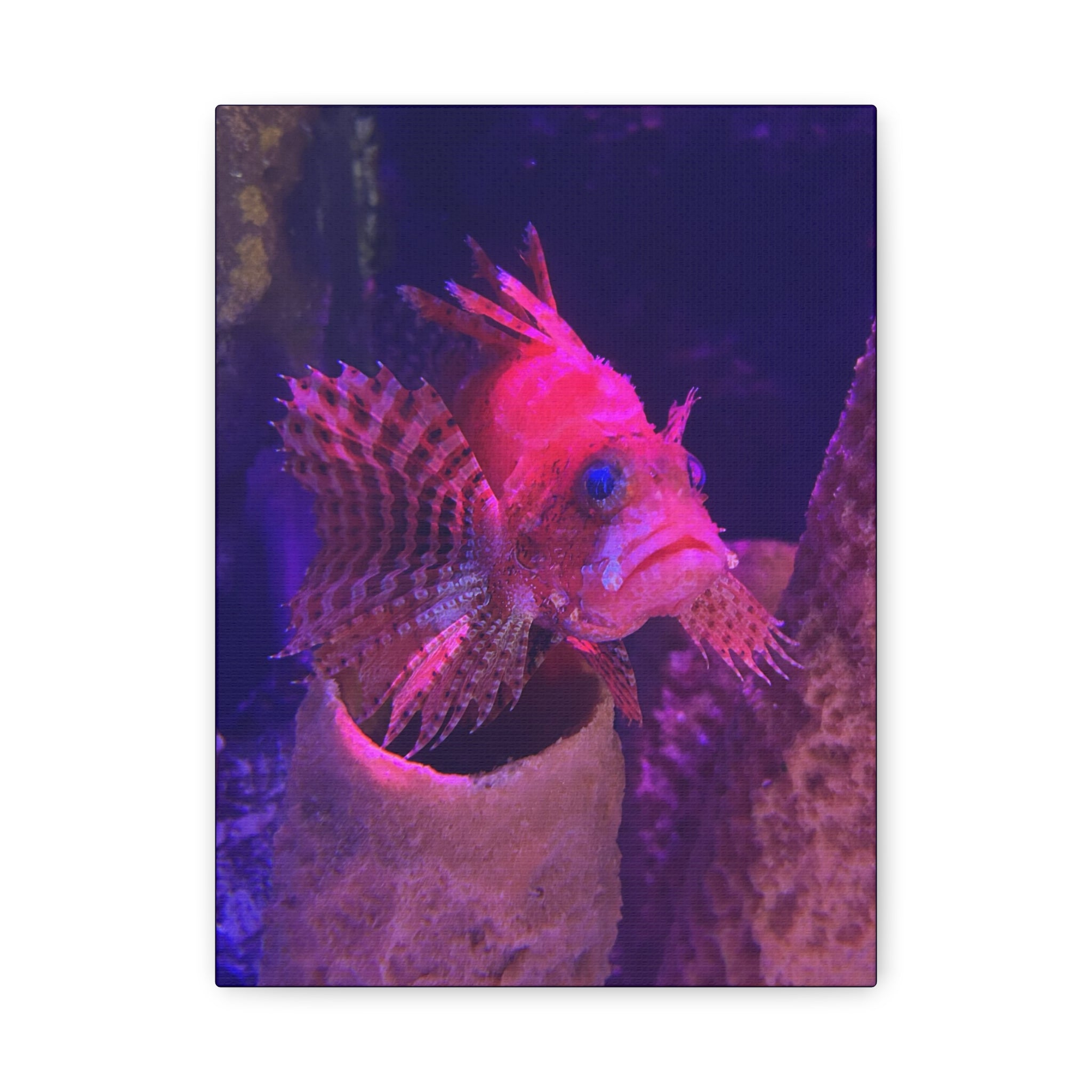 Fuzzy Dwarf Lionfish Canvas Print — Vibrant Marine Wall Art (1.25" Stretched)