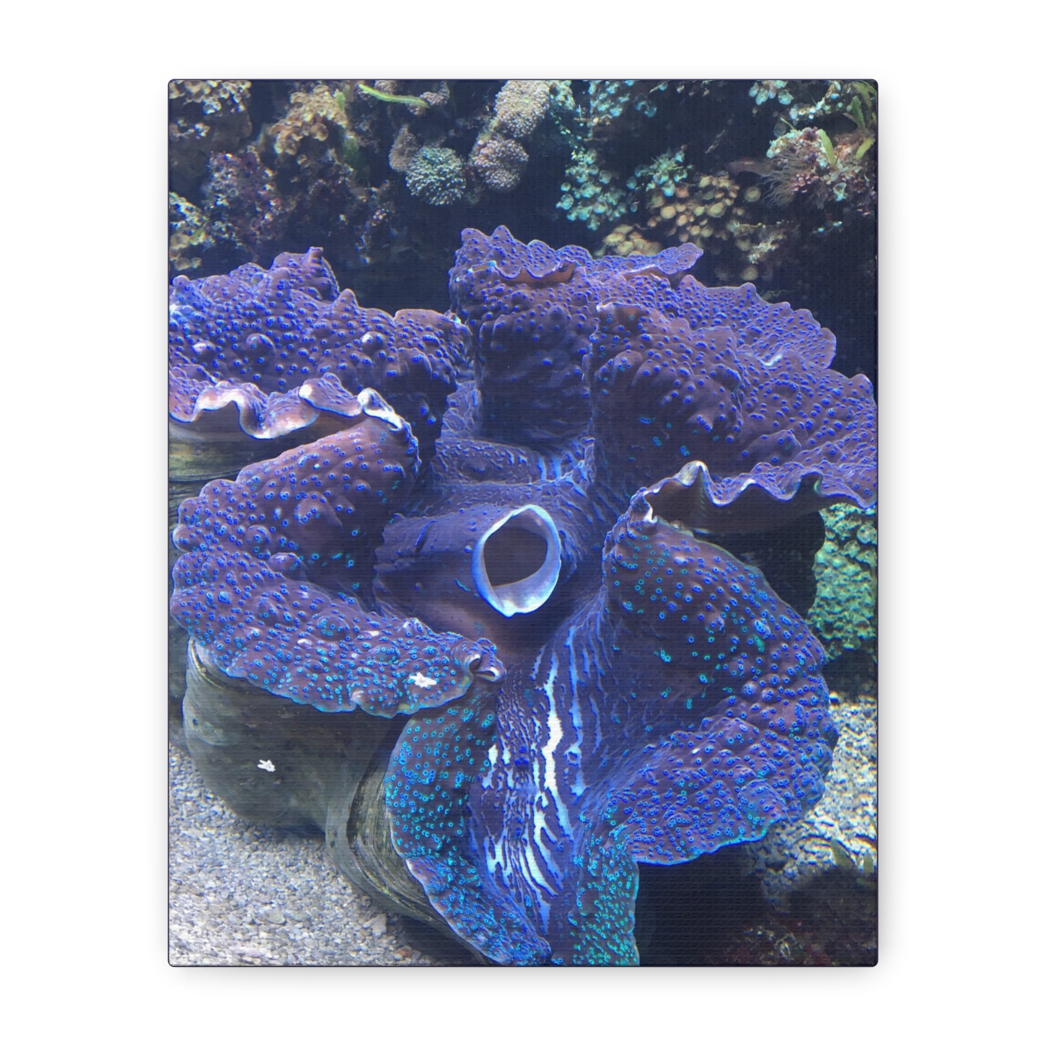 Blue Tridacna Clam Matte Canvas Print — Vibrant Ocean Coral Wall Art