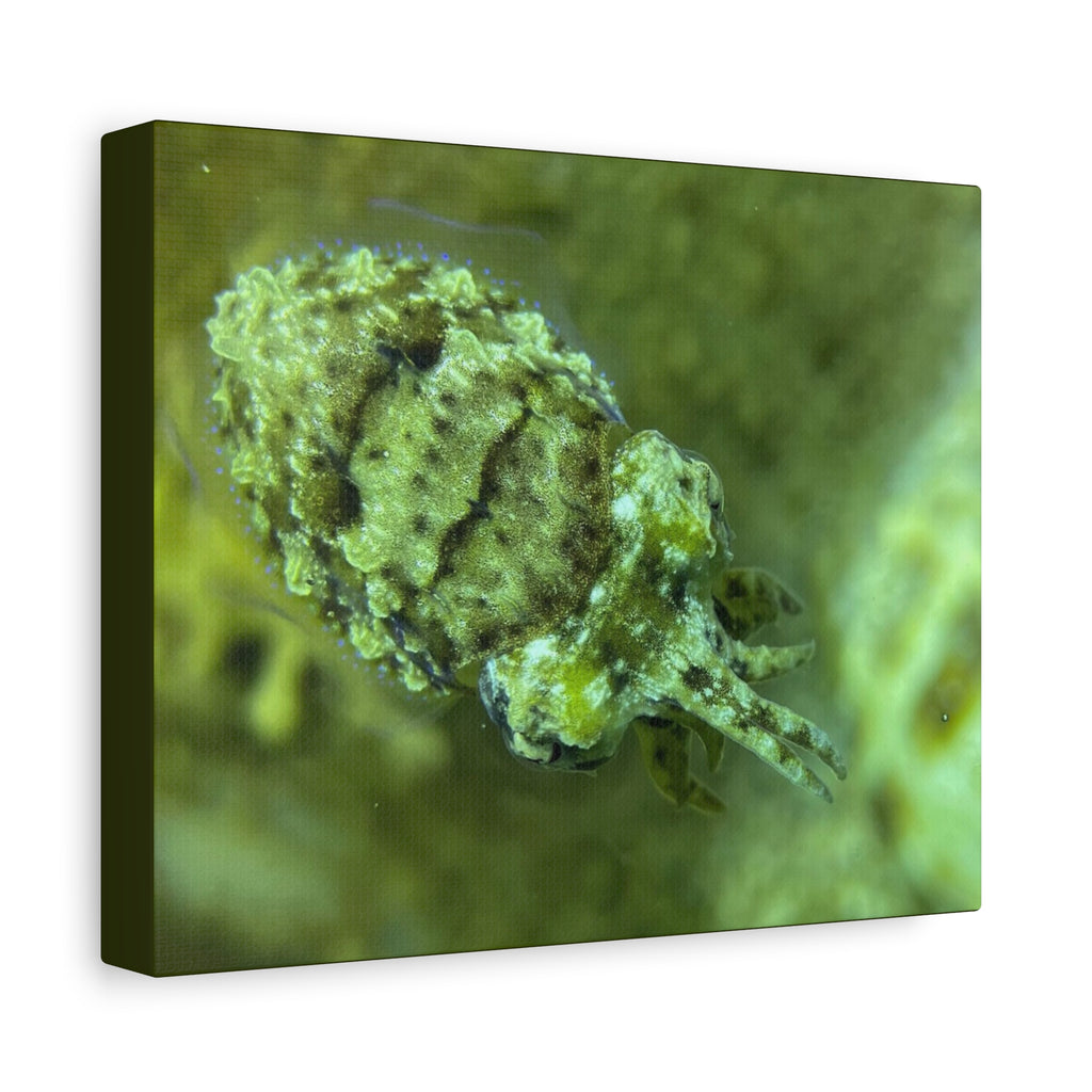 Dwarf Cuttlefish Canvas Print — Matte Stretched Sea Life Wall Art
