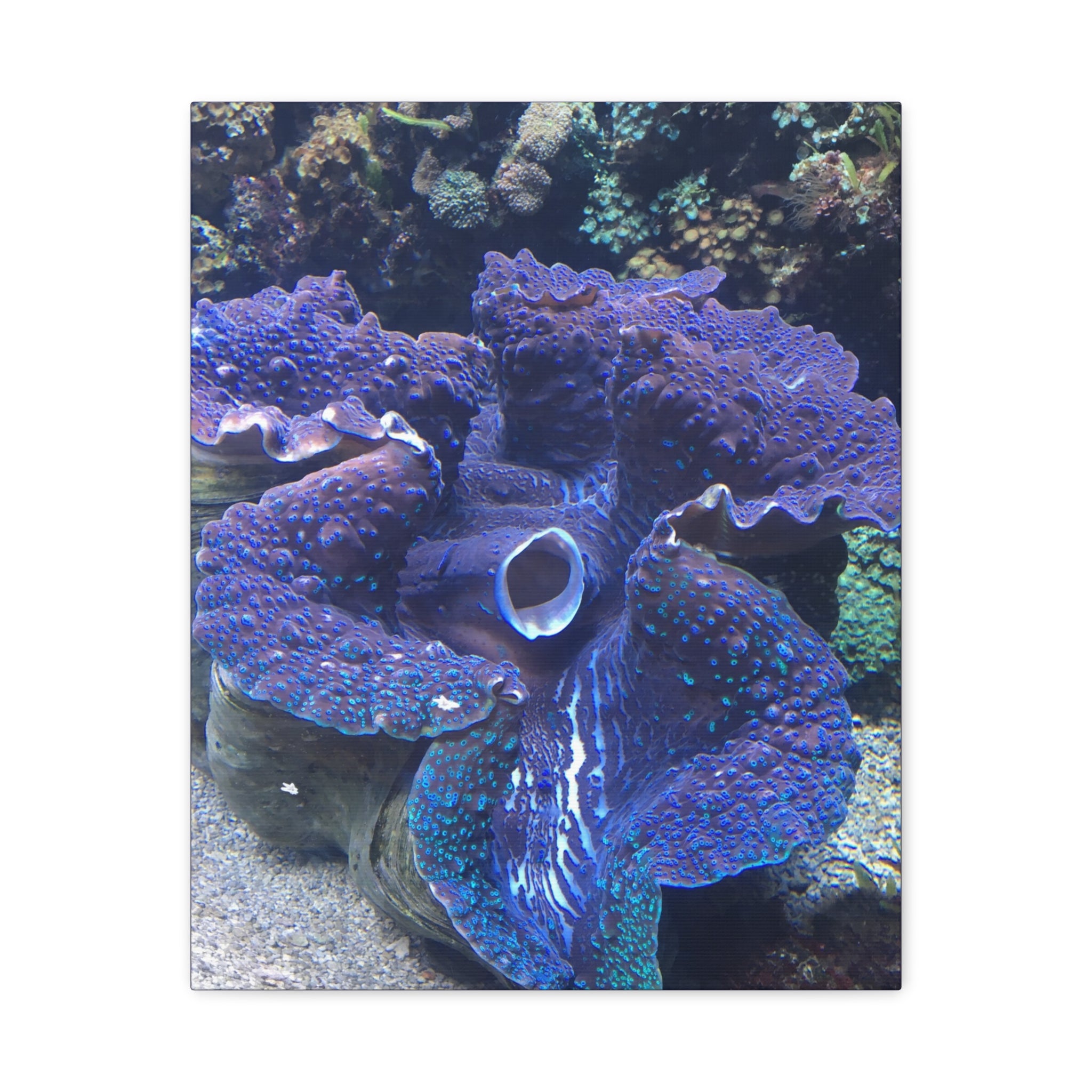Blue Tridacna Clam Matte Canvas Print — Vibrant Ocean Coral Wall Art