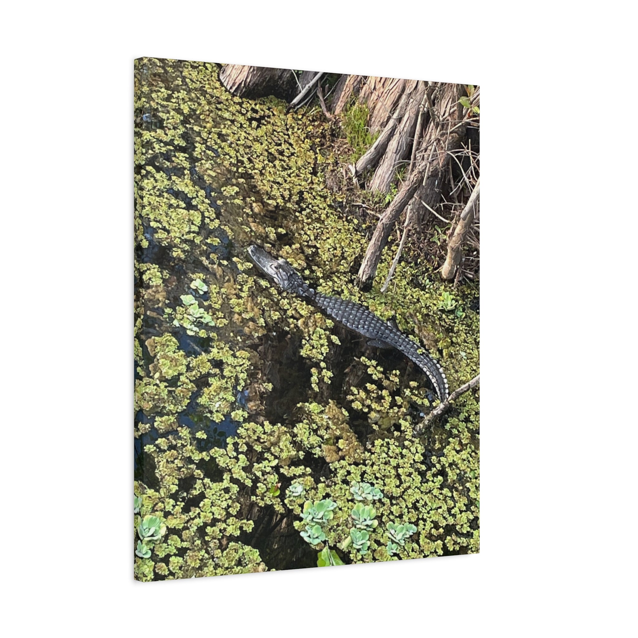 Alligator Photography Canvas Print — Matte Stretched Wall Art