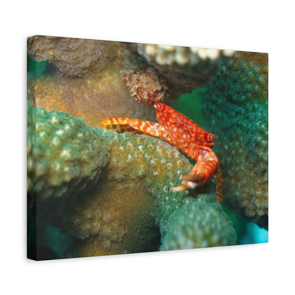 Coral Reef Crab Matte Canvas Print — Underwater Marine Wall Art
