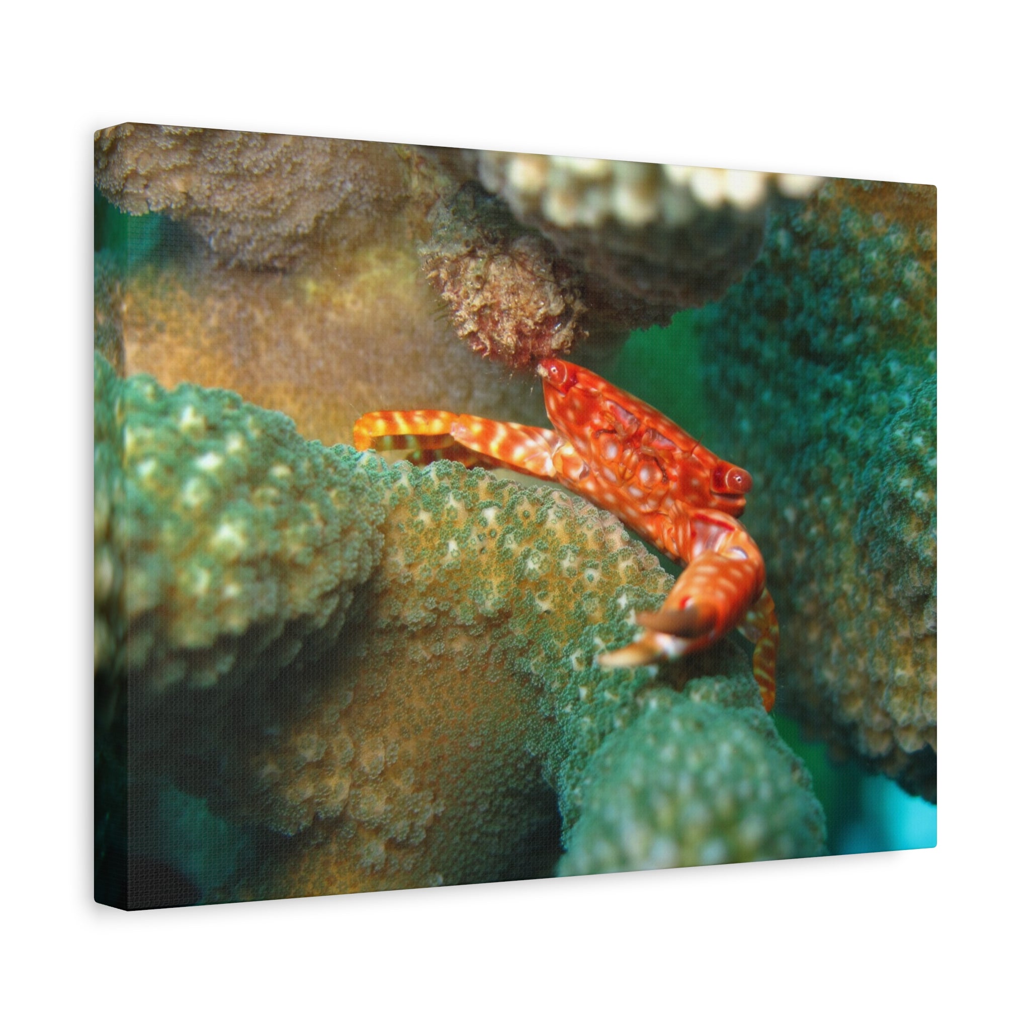 Coral Reef Crab Matte Canvas Print — Underwater Marine Wall Art