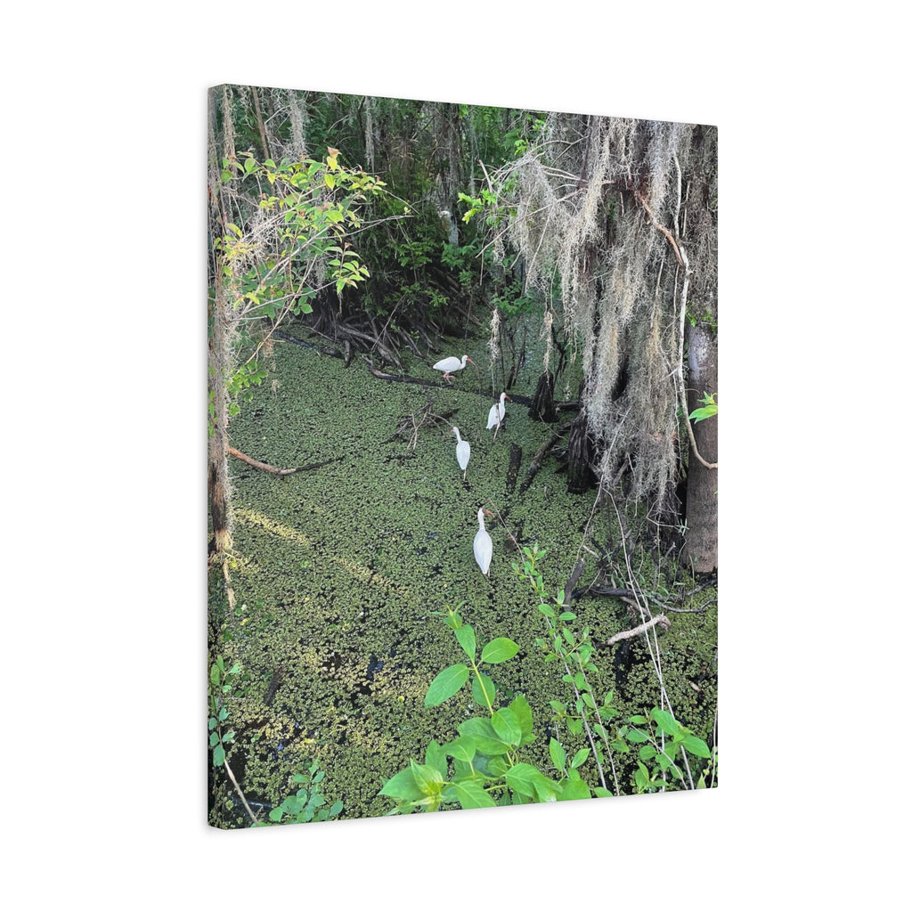 Swamp Egrets Canvas Print — Matte Stretched Nature Wall Art