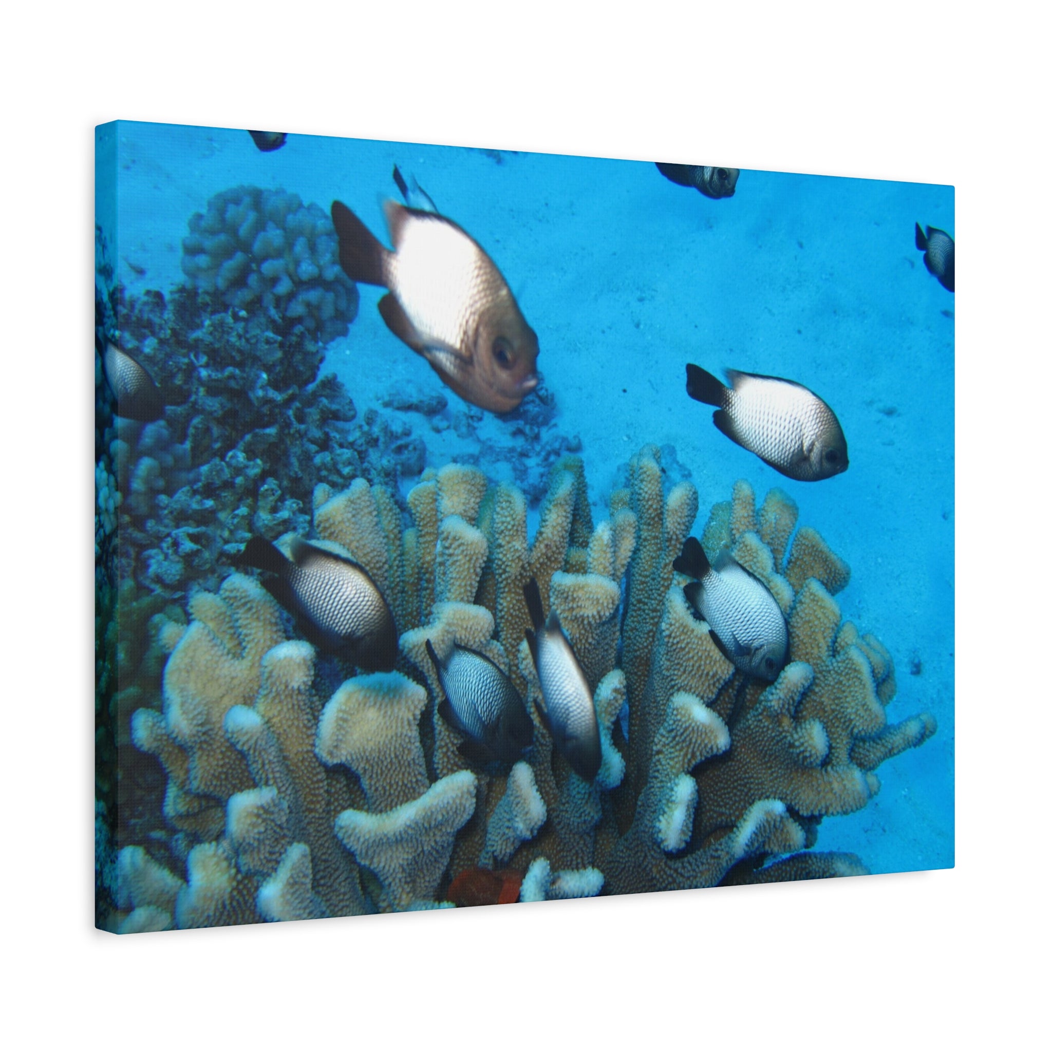 Underwater Coral Reef Canvas Wall Art — Tropical Fish Matte Stretched Canvas