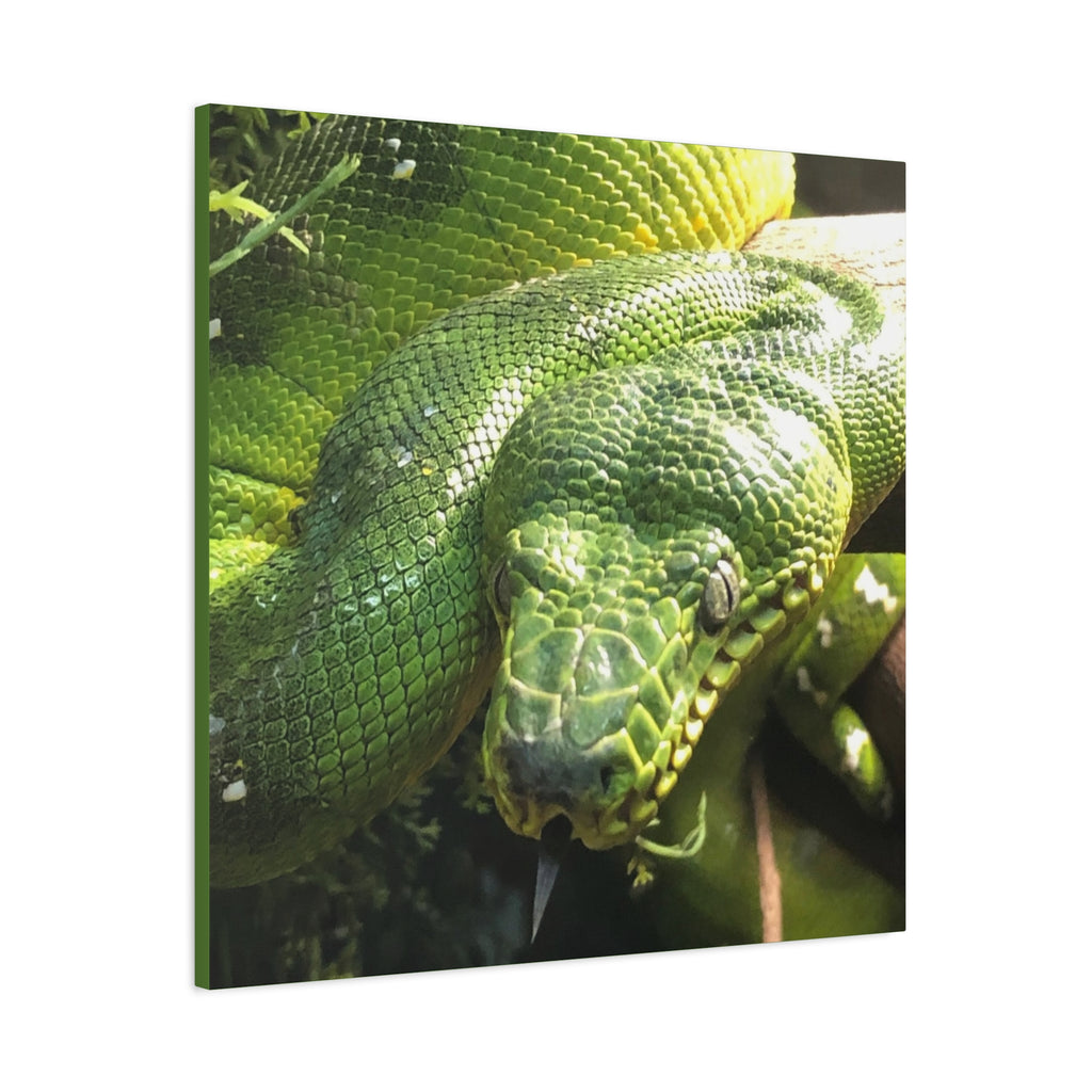 Green Tree Python Canvas Print — Tropical Snake Wall Art (Matte Stretched)
