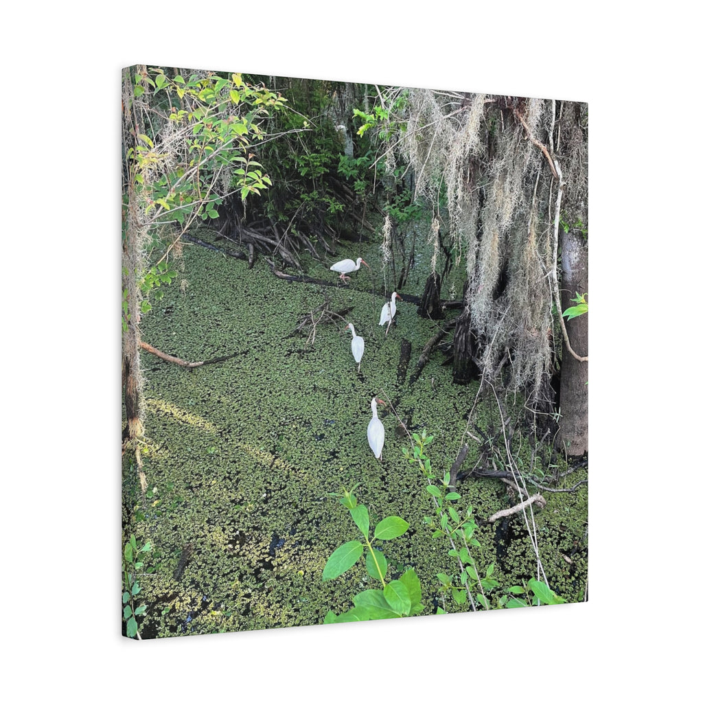 Swamp Egrets Canvas Print — Matte Stretched Nature Wall Art