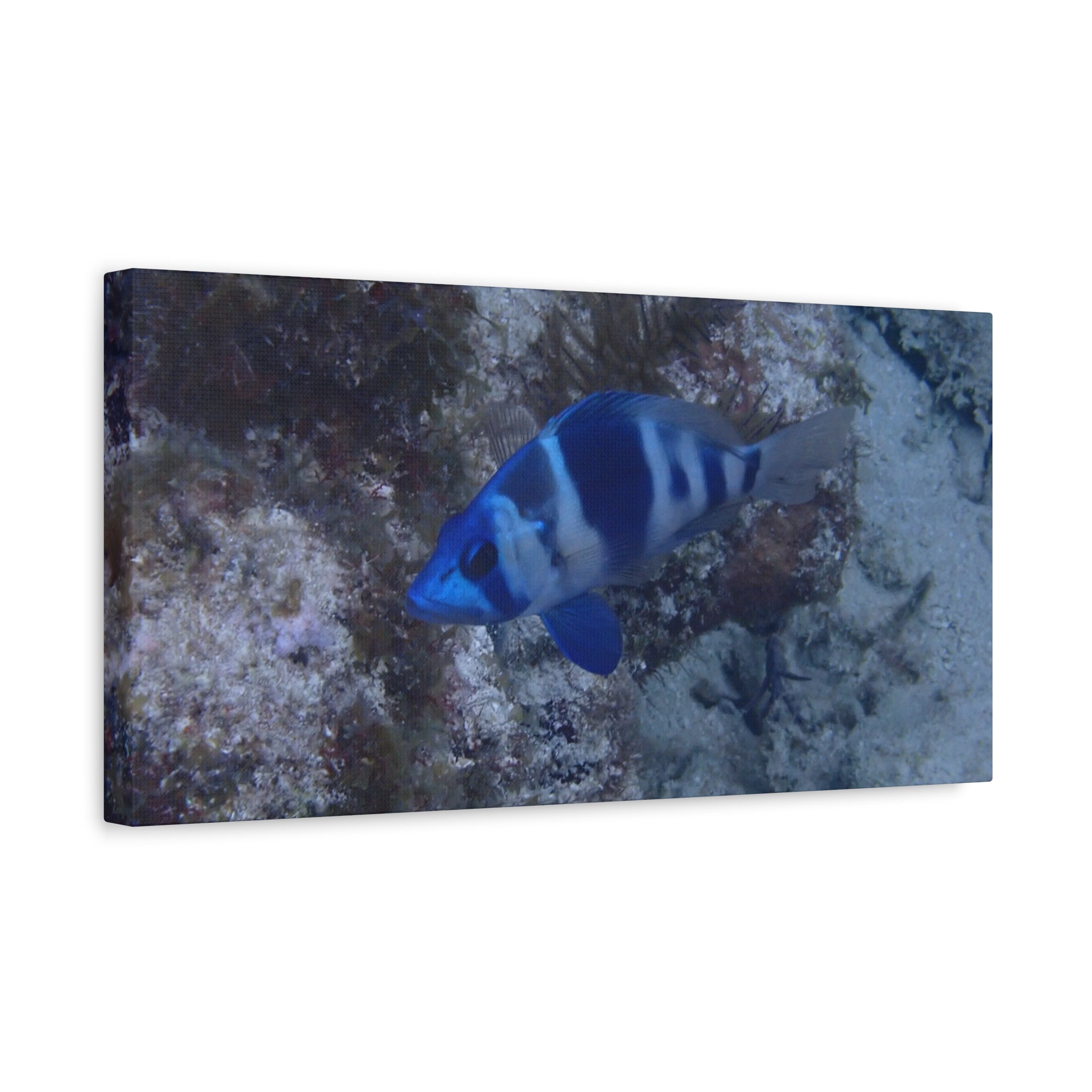 Indigo Hamlet Canvas Print — Underwater Matte Stretched Wall Art