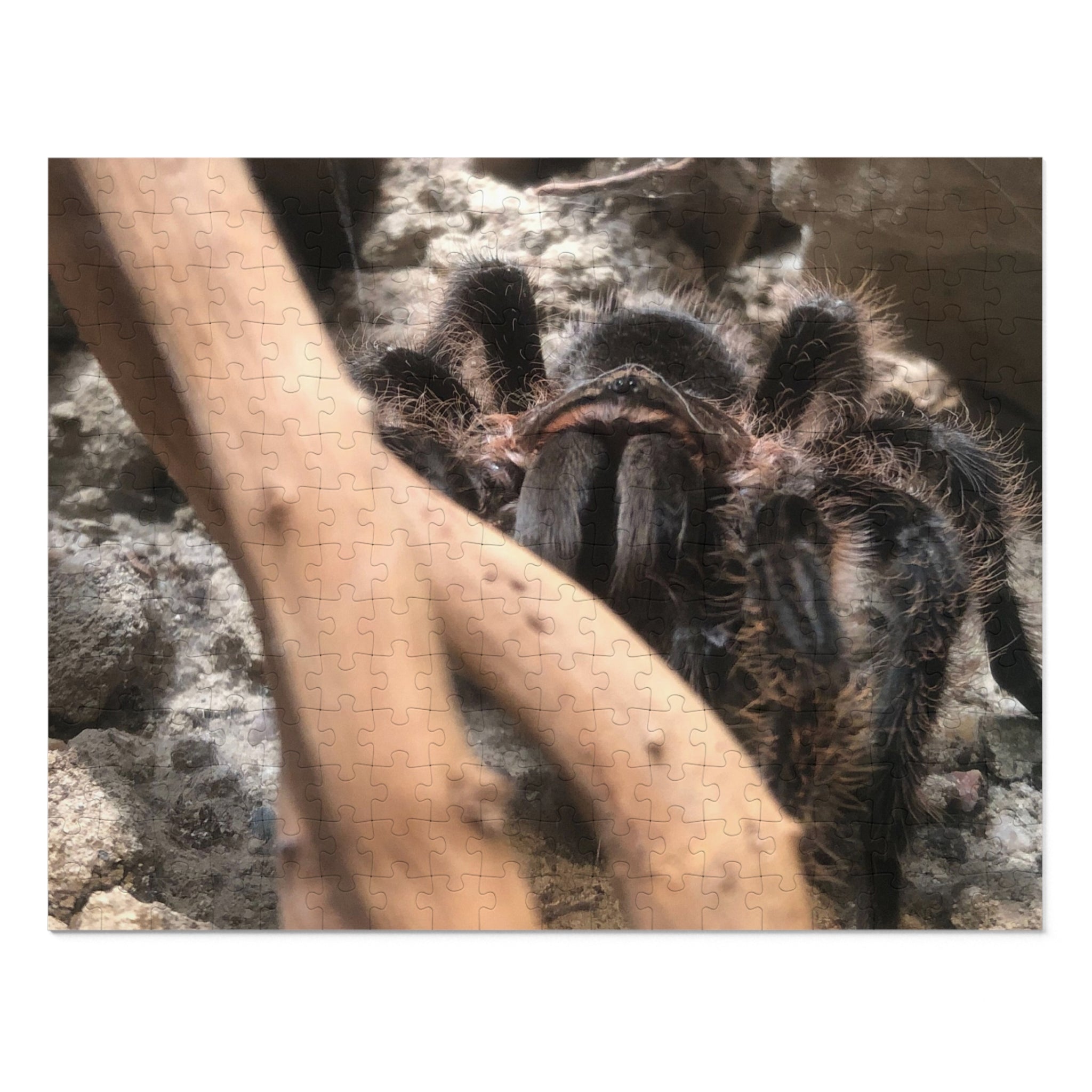 Tarantula Jigsaw Puzzle with Tin – Realistic Arachnid Puzzle for Enthusiasts