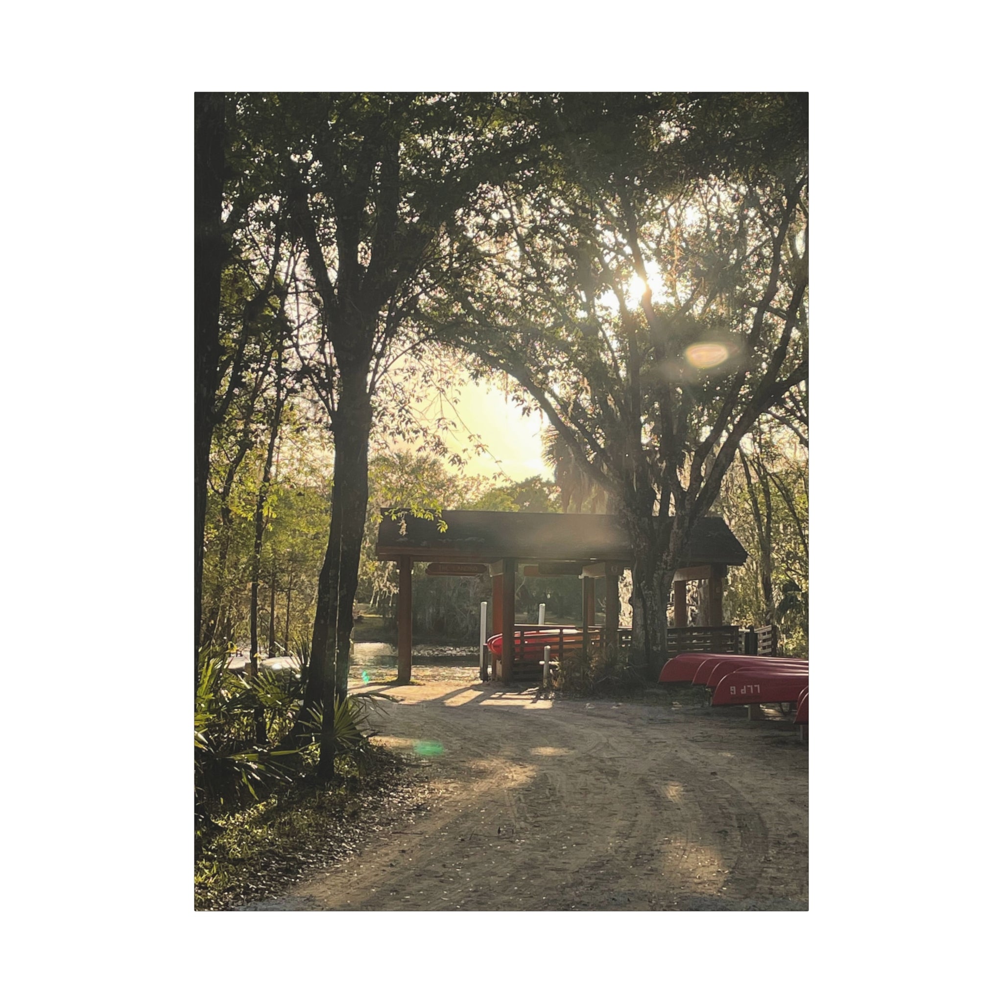Hazy Morning Kayak - Sunlit Forest Matte Stretched Wall Art