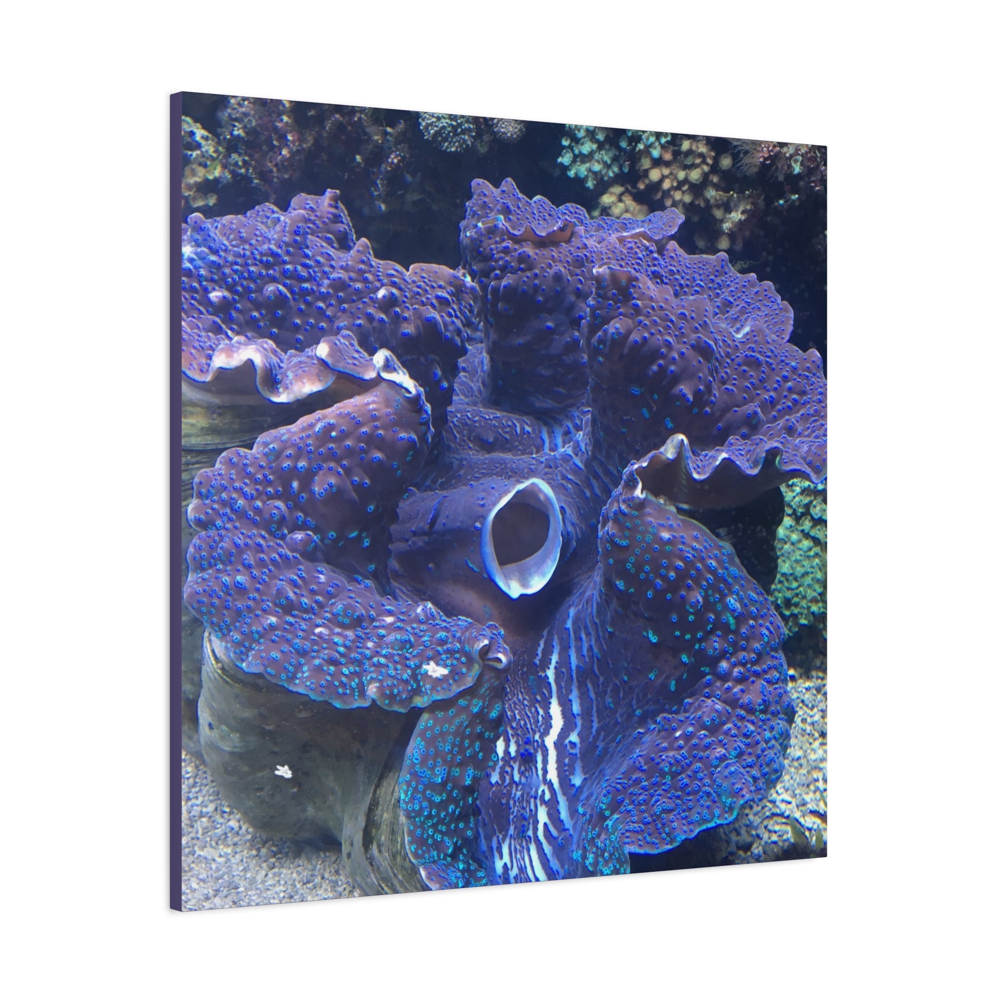 Blue Tridacna Clam Matte Canvas Print — Vibrant Ocean Coral Wall Art