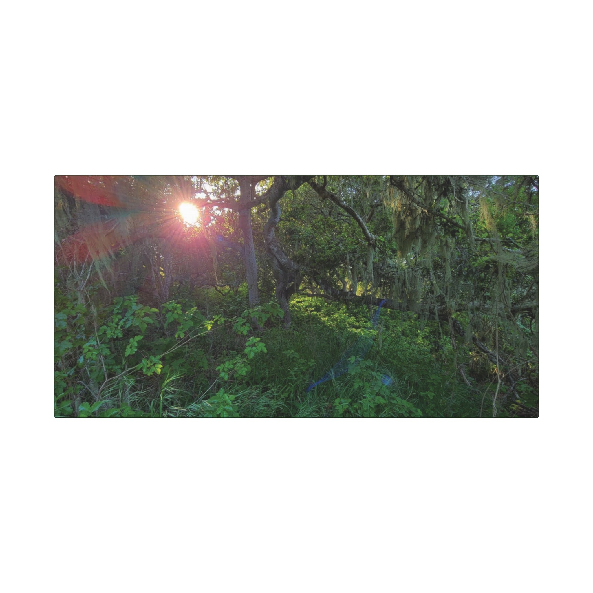 Sunlit Mossy Forest Canvas — Matte Stretched Wall Art