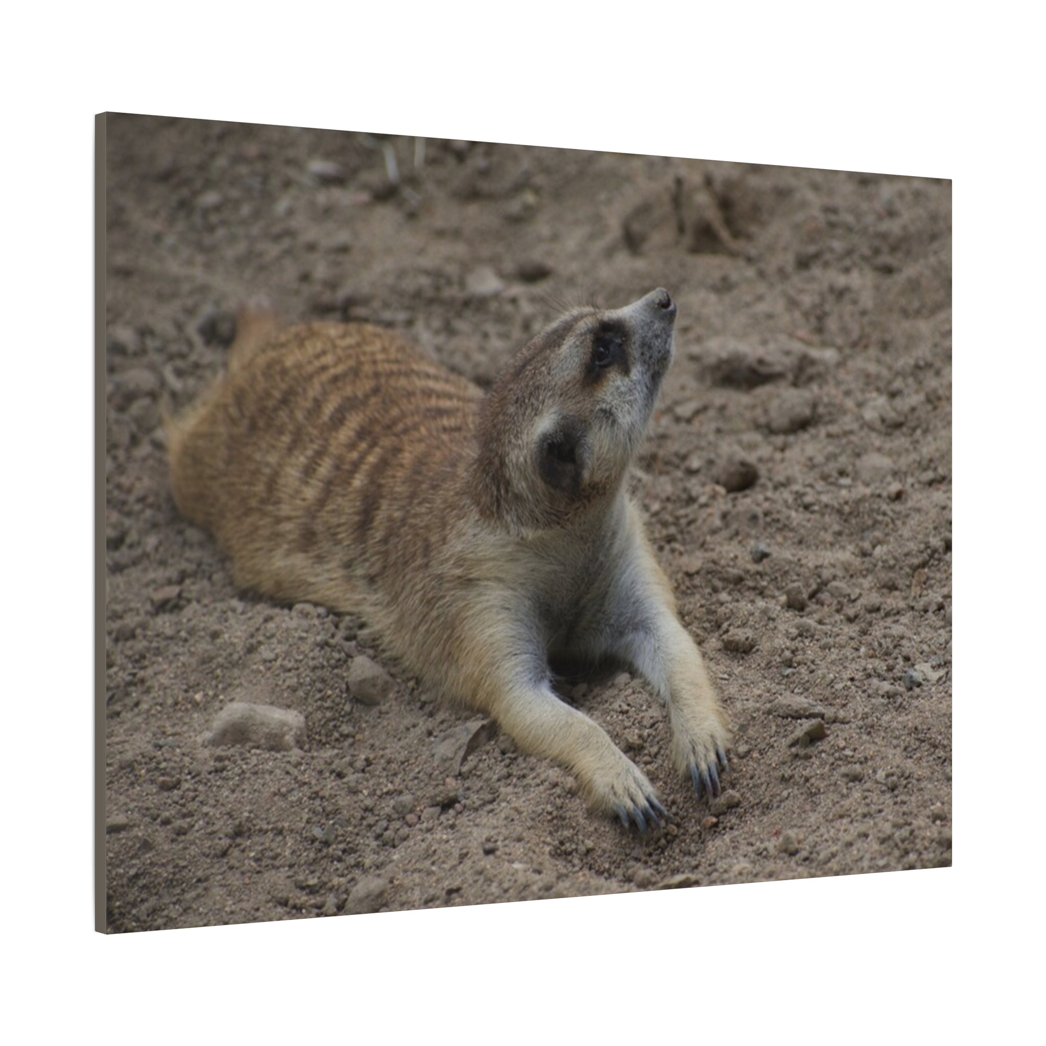 Meerkat Stretch Canvas Wall Art – Relaxed Desert Wildlife Print